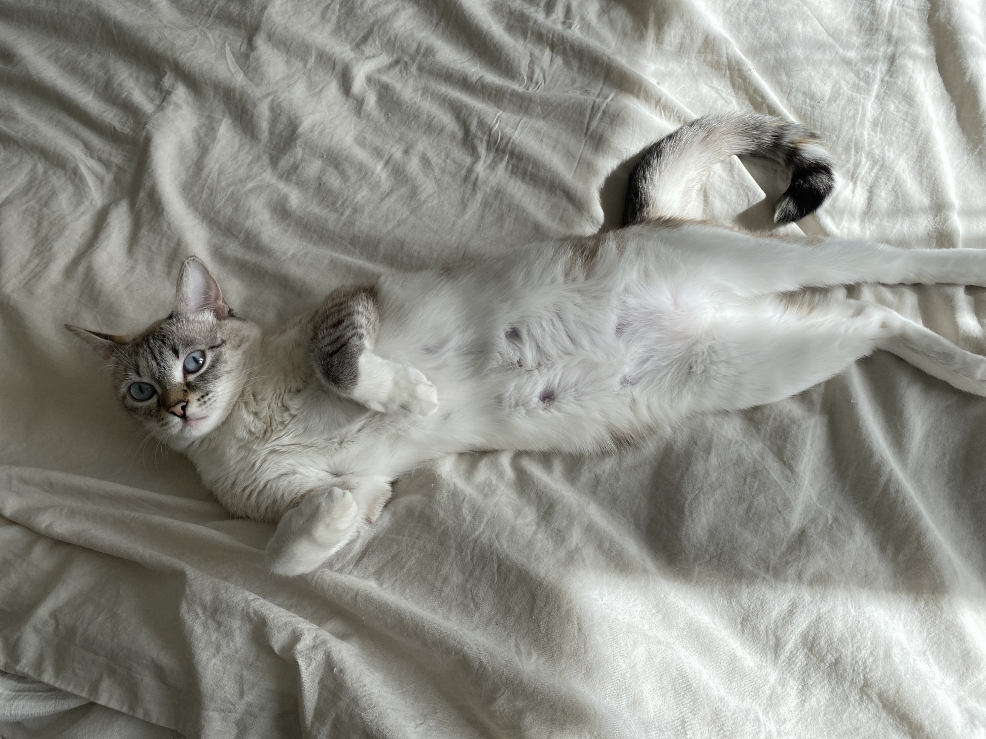 A light-furred cat with blue eyes lies on its back on a wrinkled white sheet. The cat's tail, which is striped in grey and black, is curved upwards. The scene is bathed in natural light. The cat appears to be relaxed and is positioned centrally in the frame. The background consists solely of the rumpled white fabric. No information connects the scene to Yekaterinburg, Russia.