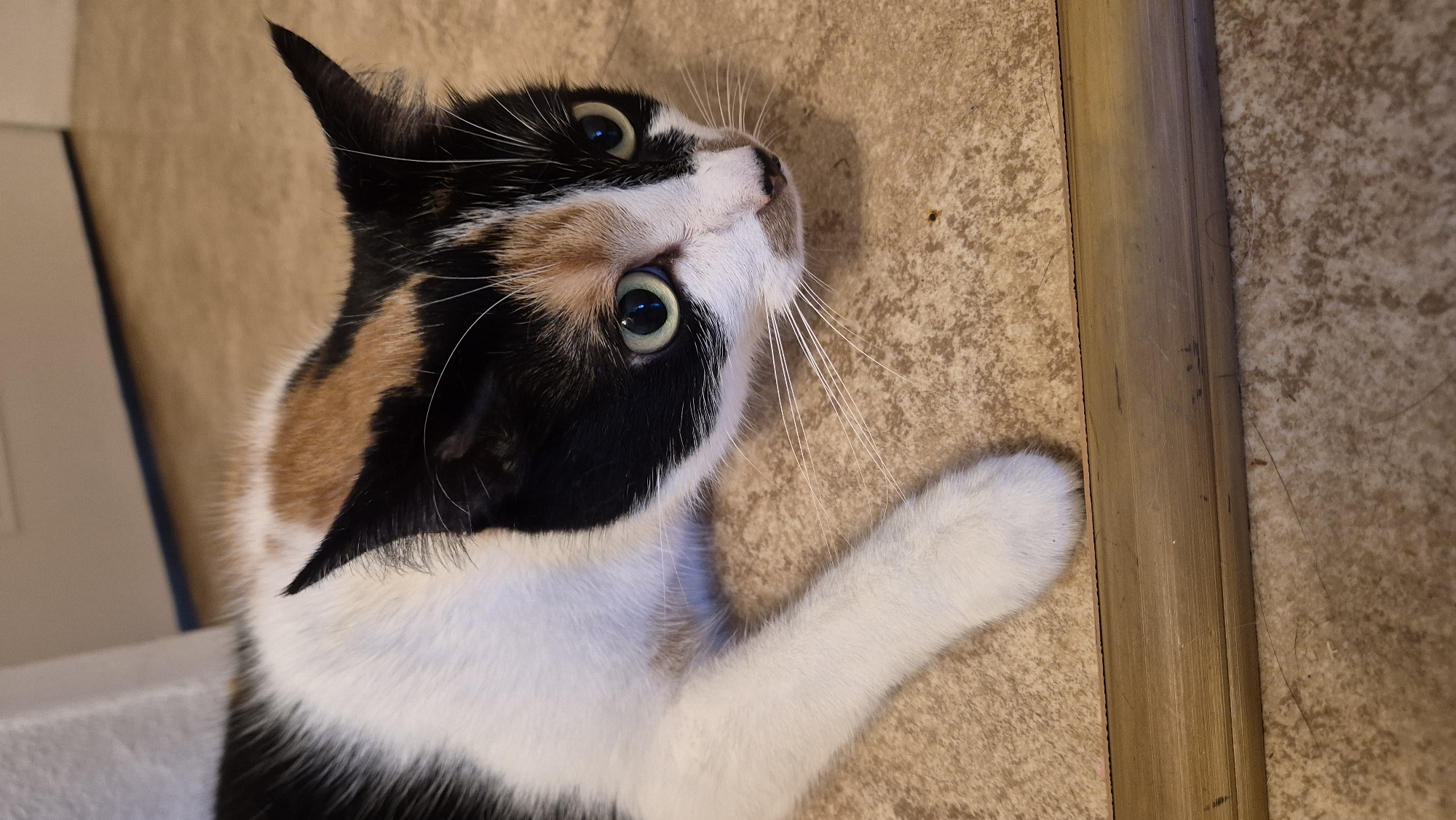 A calico cat with white, black, and orange patches lies on a light brown, textured floor. Its eyes are wide open with green irises and black pupils, and its ears are pointed forward, giving it a watchful expression. The cat's white paw is visible on the left side of the frame, resting on the floor. In the foreground, there is a golden-colored wooden trim. The background shows a light-colored wall. The image does not contain any specific details that would allow for its localization in the city of Miltenberg, Germany.