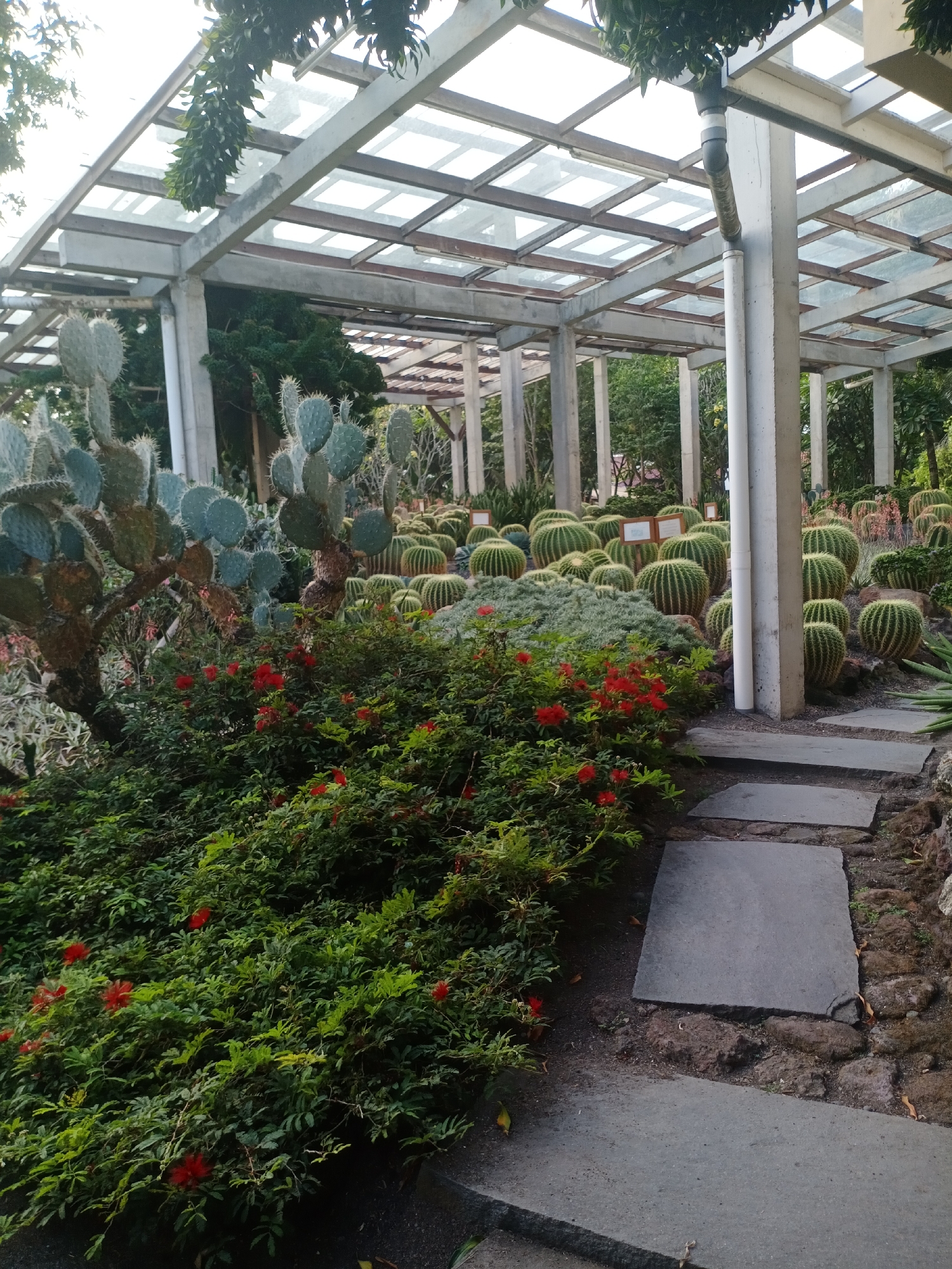 The image depicts an outdoor botanical garden with a glass-covered structure supported by concrete pillars, suggesting it is a greenhouse or a protected display area for plants. In the foreground, a lush bed of green foliage with small red flowers is visible, with a large prickly pear cactus on the left side. Behind this, a variety of round, spiky cacti are densely arranged. A stone pathway made of large, flat rectangular stones leads through the garden, curving towards the right. The environment appears well-maintained, with natural lighting filtering through the glass roof, indicating it might be daytime. The scene is set in Desa Pagandaran, Indonesia, and appears to be a tranquil setting designed for the appreciation of diverse plant species, particularly cacti.