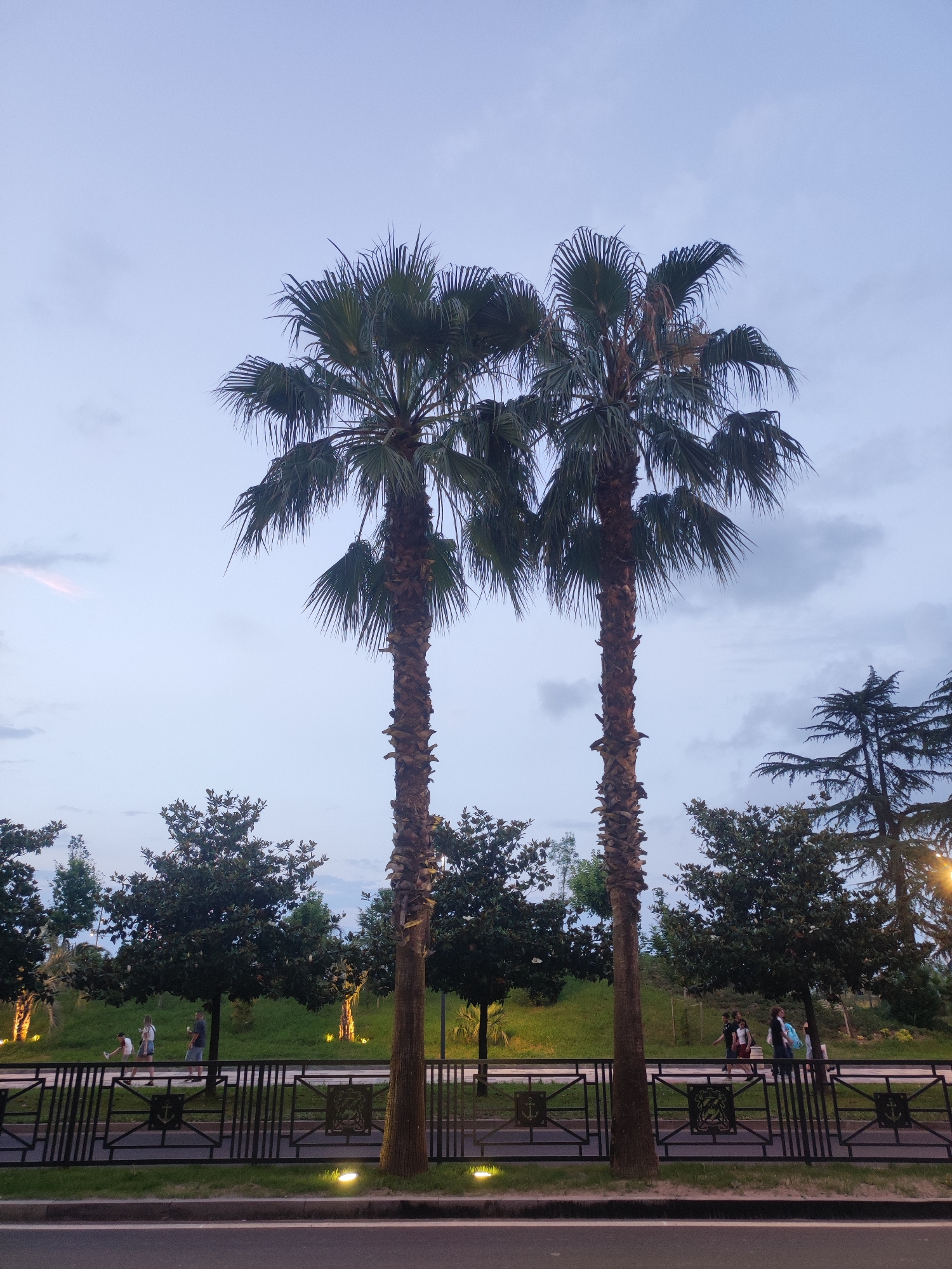 The image depicts a street scene in Batumi, Georgia, characterized by lush greenery and palm trees. In the foreground, a paved road is visible, bordering a pedestrian walkway. A decorative black metal fence separates the walkway from a grassy area with embedded lighting fixtures that illuminate the path. Several people are seen walking along the walkway, engaged in casual activities. Dominating the scene are two tall palm trees, their fronds reaching towards a sky with scattered clouds. Behind the palm trees, a variety of other trees and shrubs create a verdant backdrop, suggesting a well-maintained park or public space. The overall atmosphere is serene, with the lighting indicating it is dusk or early evening.