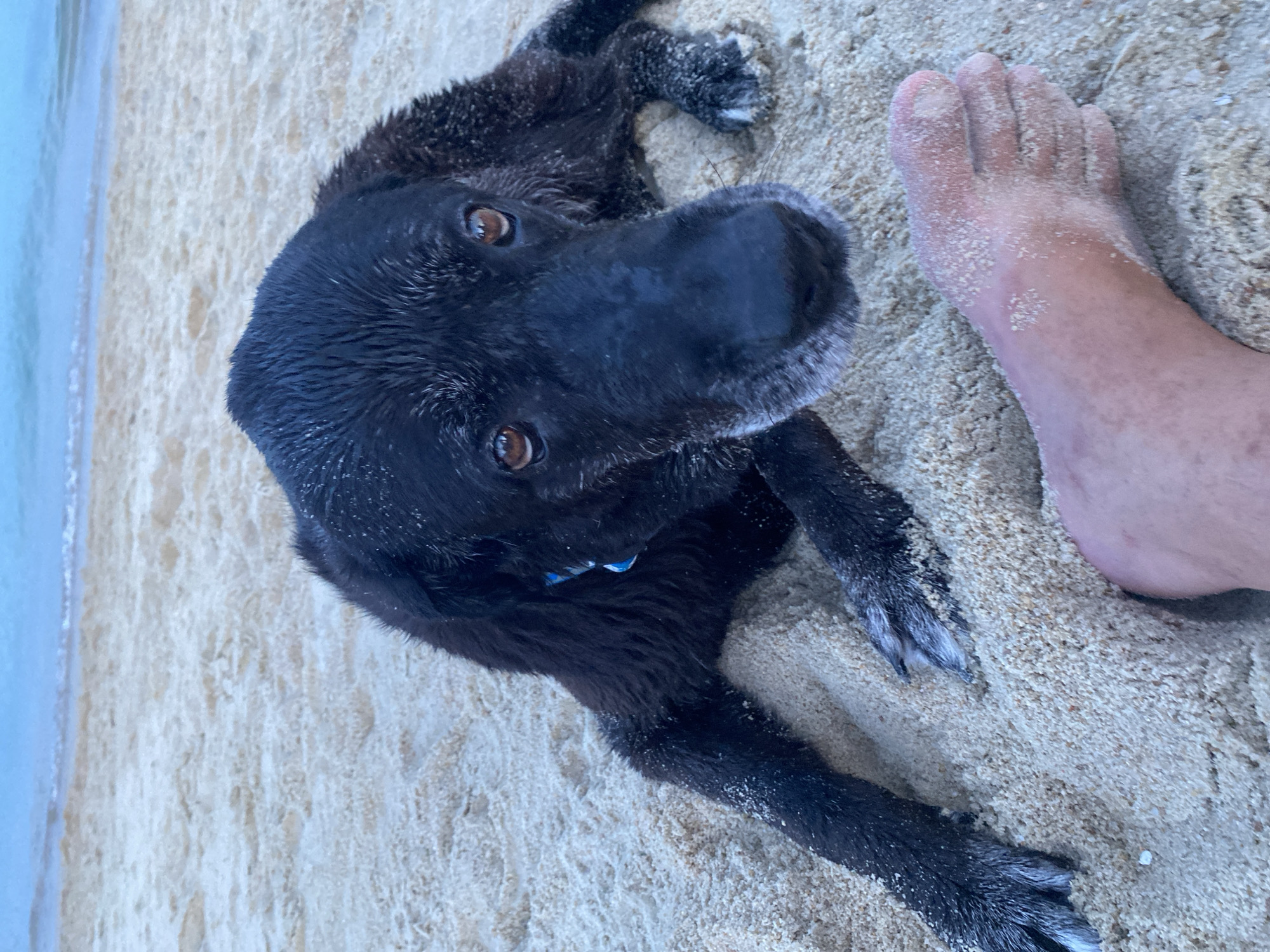 A black dog with sand on its fur lies on a sandy beach. The dog's eyes are looking up and to the left. A person's bare foot is in the foreground, also covered in sand. The ocean is visible in the background. The location is Baan Lamai, Thailand.
