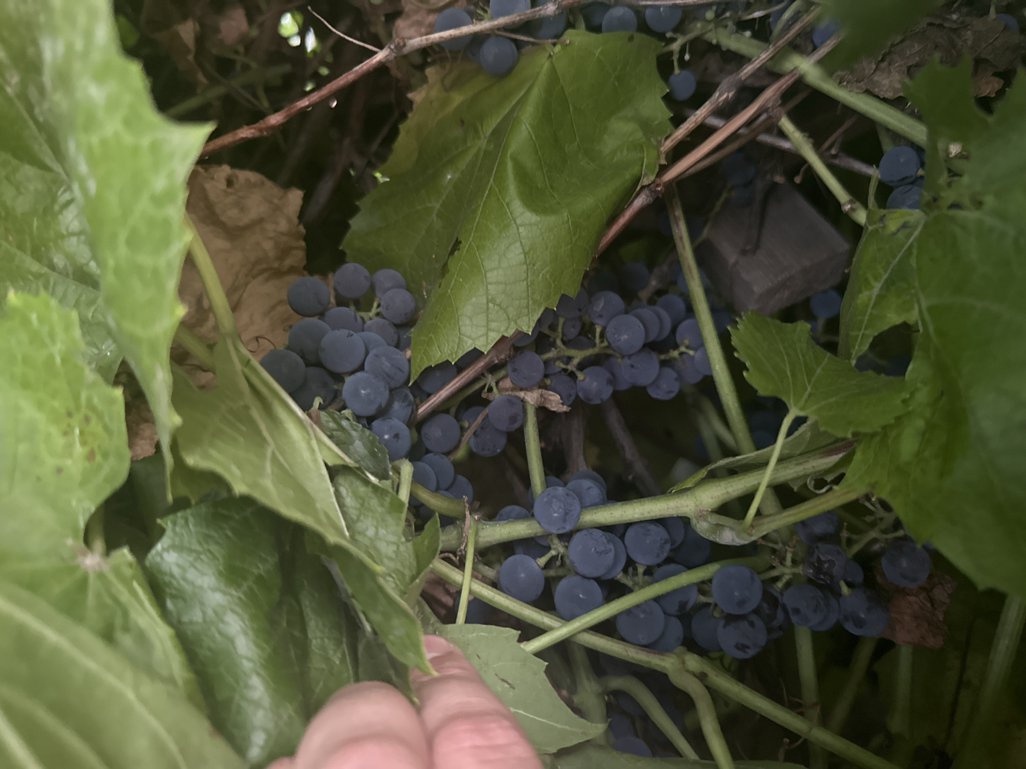 In Tobyl, Kazakhstan, a close-up, low-angle shot captures a cluster of ripe, dark purple grapes hanging amongst lush green leaves and thick, brown vines. A human hand, with a light skin tone, is visible on the left side of the frame, gently touching one of the leaves, suggesting an interaction with the grapevines. The lighting is subdued, creating a slightly shadowed effect that highlights the texture and color of the grapes and foliage. The background is a blur of green and brown, indicating a natural, overgrown setting. The scene appears to be outdoors, possibly in a garden or vineyard.