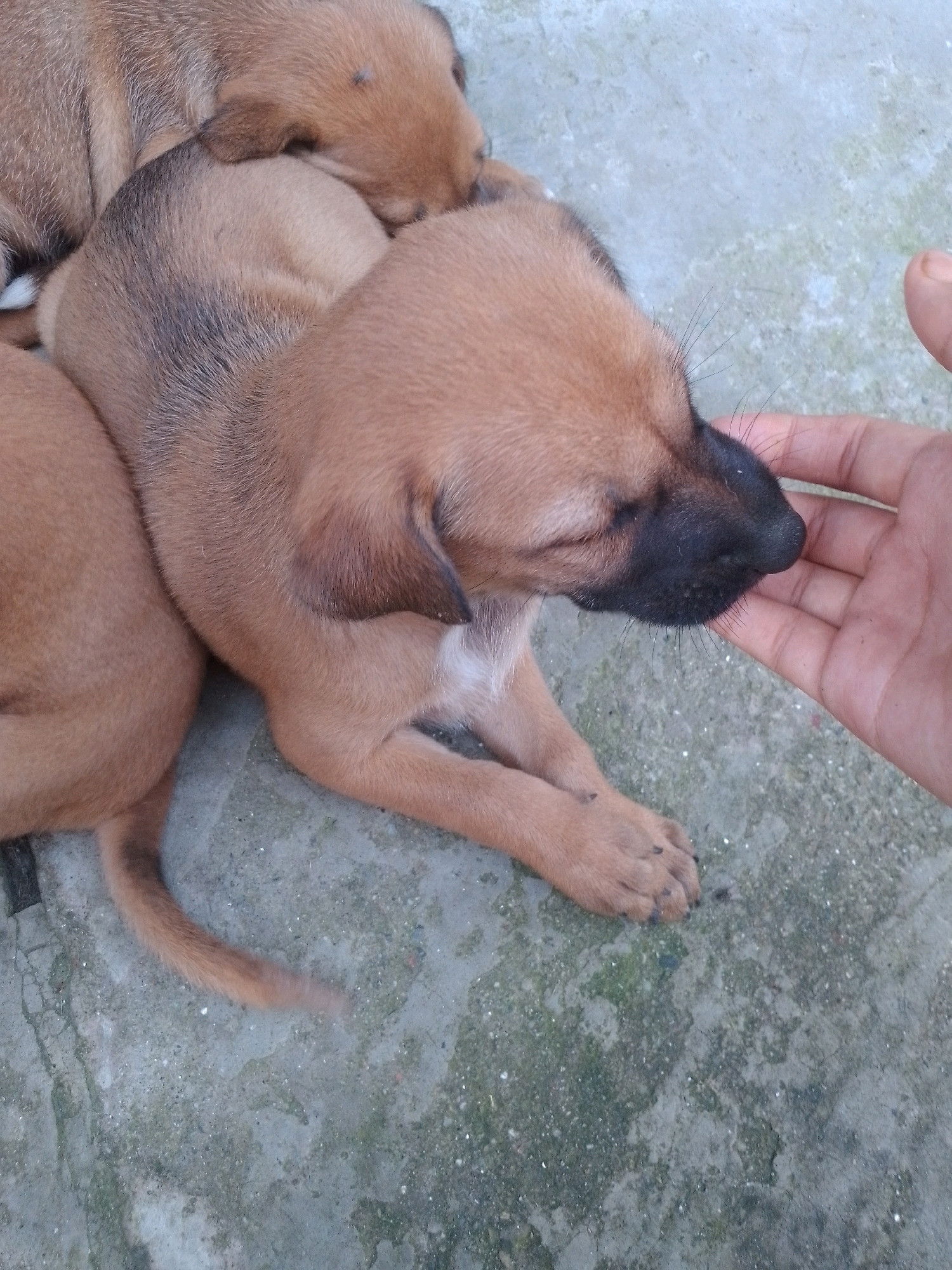 A person's hand is seen gently touching the nose of a light brown puppy. The puppy is lying down, with its eyes closed, possibly sleeping. Another puppy is partially visible behind it, also resting. The puppies are on a textured, gray surface, which appears to be concrete. The setting is outdoors, with dappled light and shadow suggesting it could be a courtyard or an open area. The overall scene is peaceful and intimate, capturing a moment of affection between a human and an animal. The image does not contain any discernible city landmarks or specific details that would pinpoint its location within Siliguri, India.