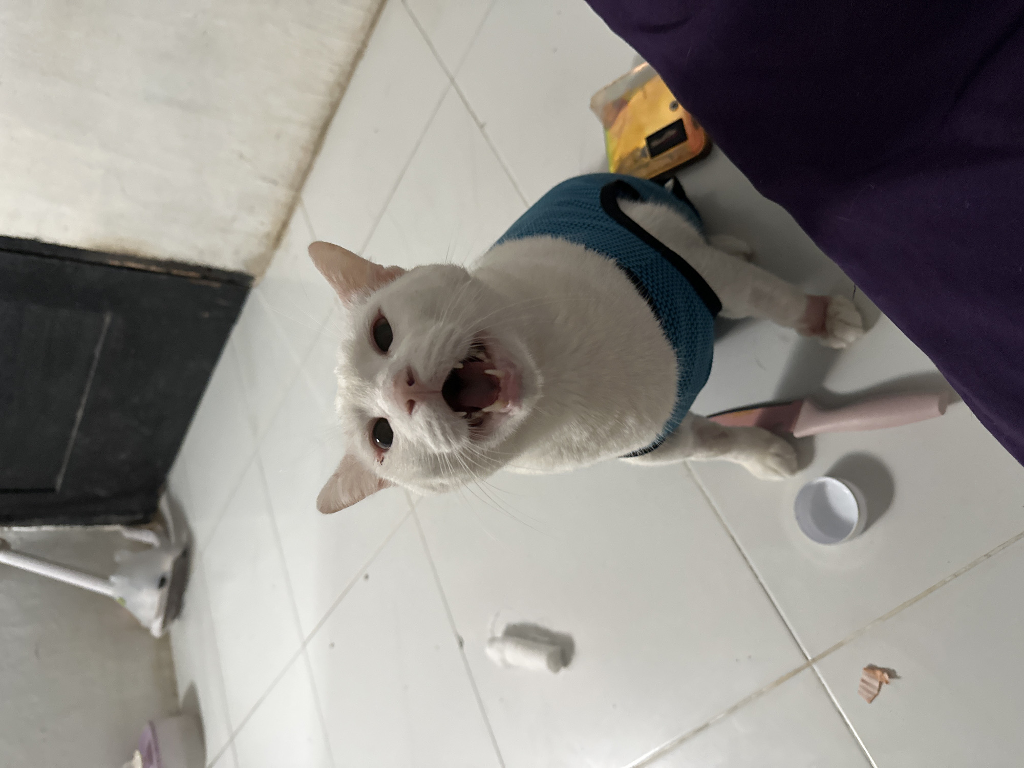 A white cat wearing a blue vest is standing on a white tile floor. The cat is looking up and has its mouth open, possibly yawning or hissing. A small white cup, a pink-handled object that resembles a knife or scraper, and some small white debris are on the floor nearby. A gold box and a purple object (possibly clothing or furniture) are also visible in the upper right corner of the frame. Based on the tiles and general appearance, the location is likely a residence. The location is within North Jakarta, Indonesia, based on the provided geographic information.