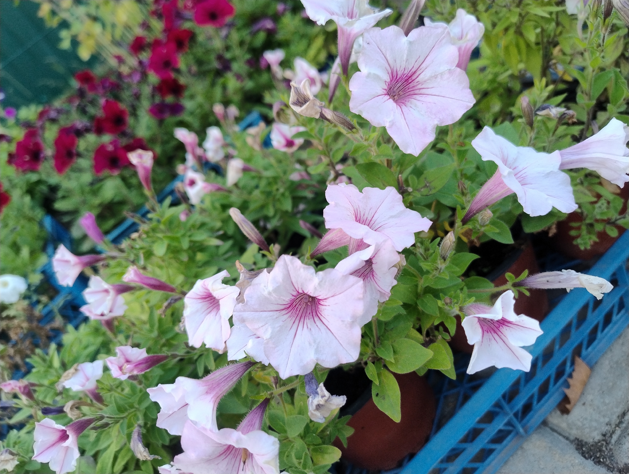 The image shows a close-up view of several light pink petunias with dark pink veins. The flowers are in bloom and appear to be in a garden or nursery setting. In the background, there are blurred out darker pink and red flowers, as well as green foliage. A blue plastic crate is visible in the foreground, partially covered by the plants. The scene appears to be outdoors, with some sunlight illuminating the flowers. There are no people visible in the image. The location is described as Unknown, Unknown.