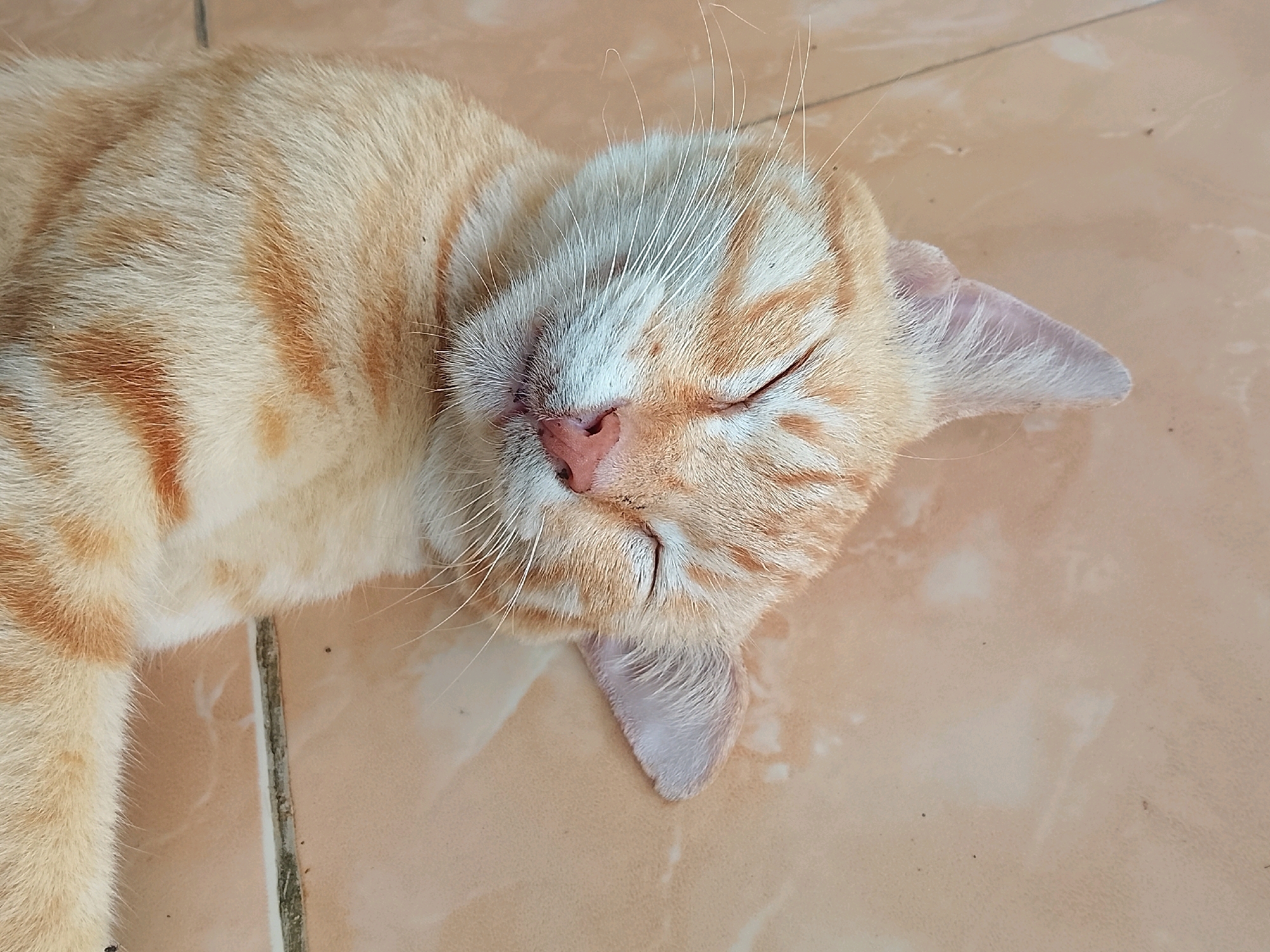 An orange tabby cat is sleeping on its side on a tiled floor. The cat's eyes are closed, and its ears are relaxed. The cat's fur is a mix of orange and white stripes. The tiled floor is light brown with darker grout lines. The scene appears to be indoors. The image was taken in Kertahayu, Indonesia.