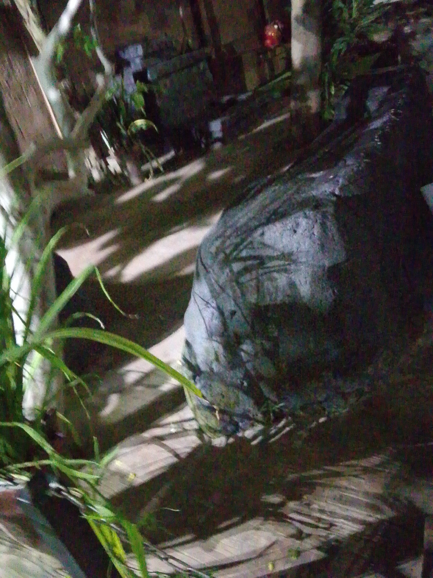 This is a blurry, nighttime photograph taken outdoors, likely in Abuja, Nigeria. The foreground shows green foliage, possibly grass or leaves, with long, thin blades. Behind the foliage, a large, dark, irregularly shaped object is visible, covered in what appears to be a dark mesh fabric. This object is casting a shadow on the ground. The ground itself appears to be made of wooden planks or a similar material, with visible shadows suggesting overhead structures or foliage. The background is very dark and indistinct, with some lighter areas that might indicate structures or artificial lighting. A faint red circular object is barely discernible in the upper background. The scene appears to be a garden or outdoor area, possibly a yard or a patio, with a focus on the vegetation and the covered object.