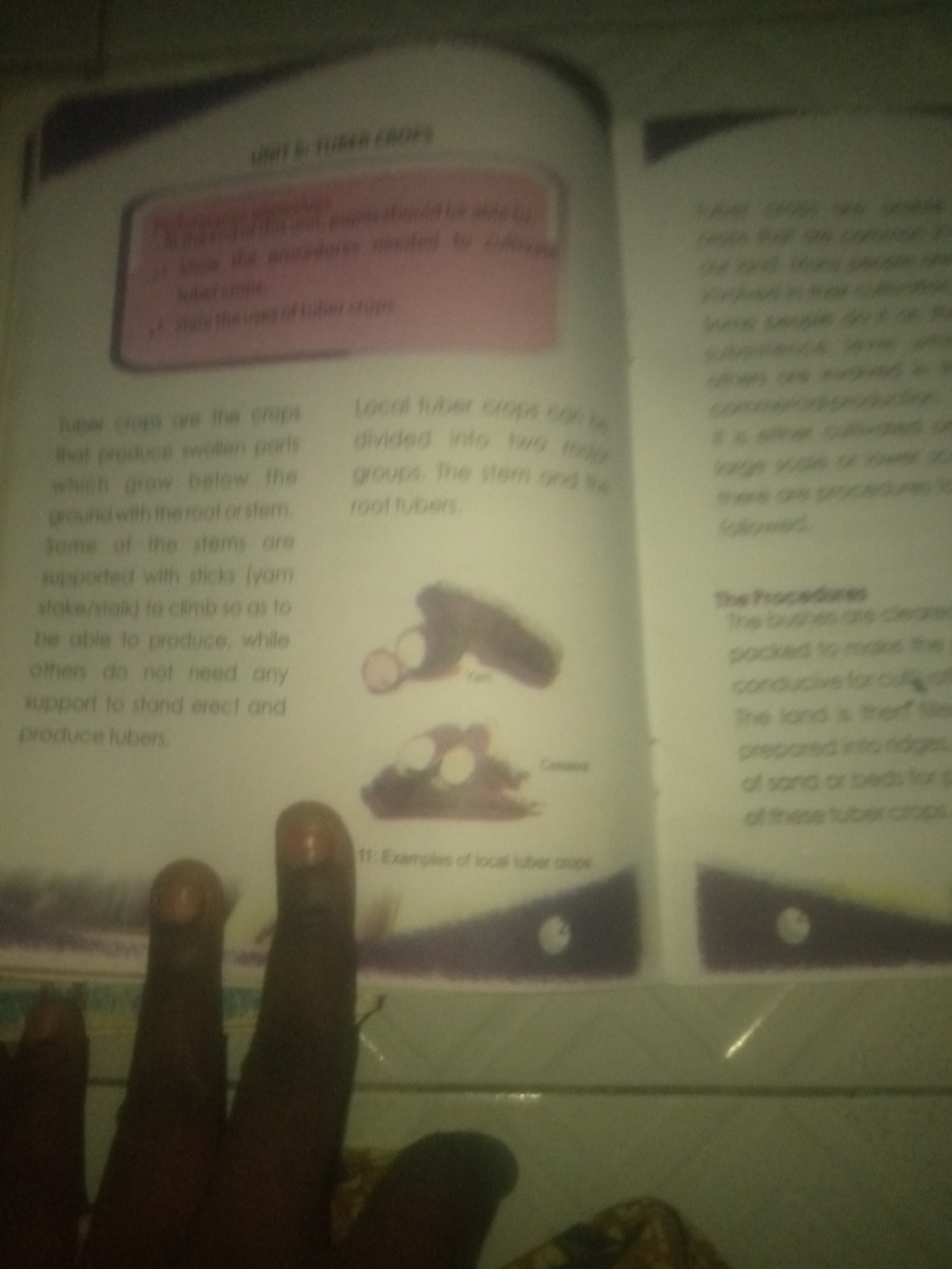 The image shows an open book with text and illustrations related to tuber crops. On the left page, there's a section titled "UNIT 5: TUBER CROPS" and a pink box with bullet points. Below the pink box, there is a paragraph describing tuber crops and their growth. To the right of this paragraph are two illustrations of what appear to be tuberous roots, labeled "Yam" and "Cassava".
The right page has text discussing "tuber crops" and their cultivation, with a subheading "The Procedures". This section describes the process of preparing land for tuber crops. The background of the image is dimly lit and appears to be a flat surface, possibly a table. A blurry portion of a person's hands and fingers are visible in the foreground, obscuring parts of the book. The overall scene is indoors, with the book being the primary subject. The location is not identifiable as a specific city or place.