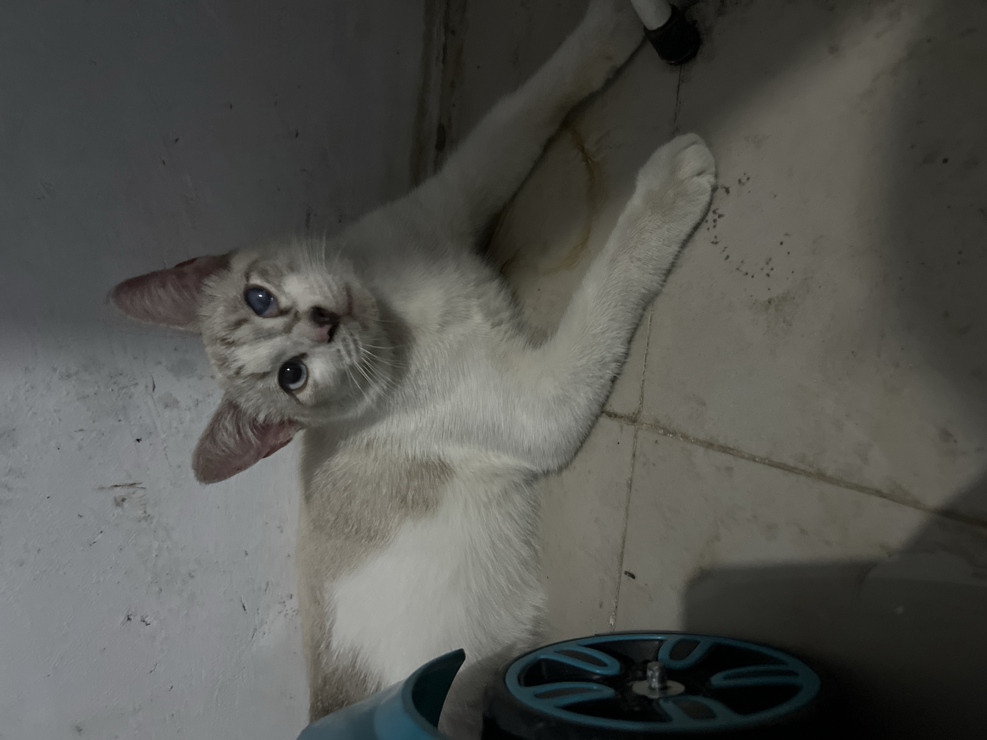 A young, white and tan cat with blue eyes is lying on a tiled floor next to a blue toy. The cat is looking towards the camera. The wall behind the cat is rough and textured. The lighting is dim, with shadows present in the scene. The floor is dirty and appears to be in a basement or outdoor area. The image appears to have been taken in Klapanunggal, Indonesia, based on the provided information.