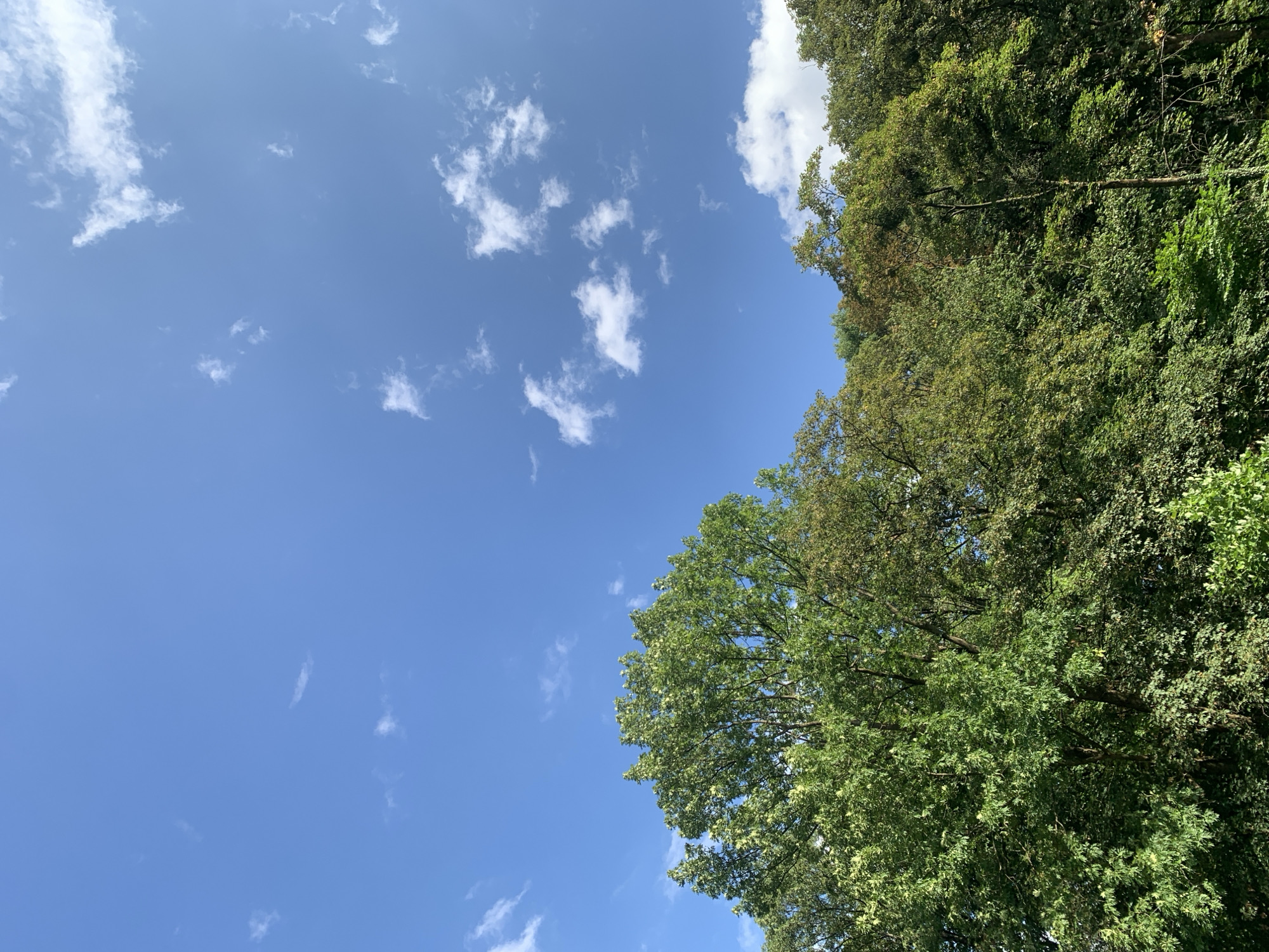 The image depicts a clear blue sky with scattered white clouds, visible above a dense canopy of green trees. The trees are lush and leafy, with varying shades of green suggesting different species or stages of growth. The scene appears to be an outdoor natural setting, possibly a park or a wooded area within the city of Lviv, Ukraine. There are no people or visible man-made structures in the frame. The lighting indicates it is daytime, likely mid-morning or afternoon, with the sun illuminating the sky and foliage.