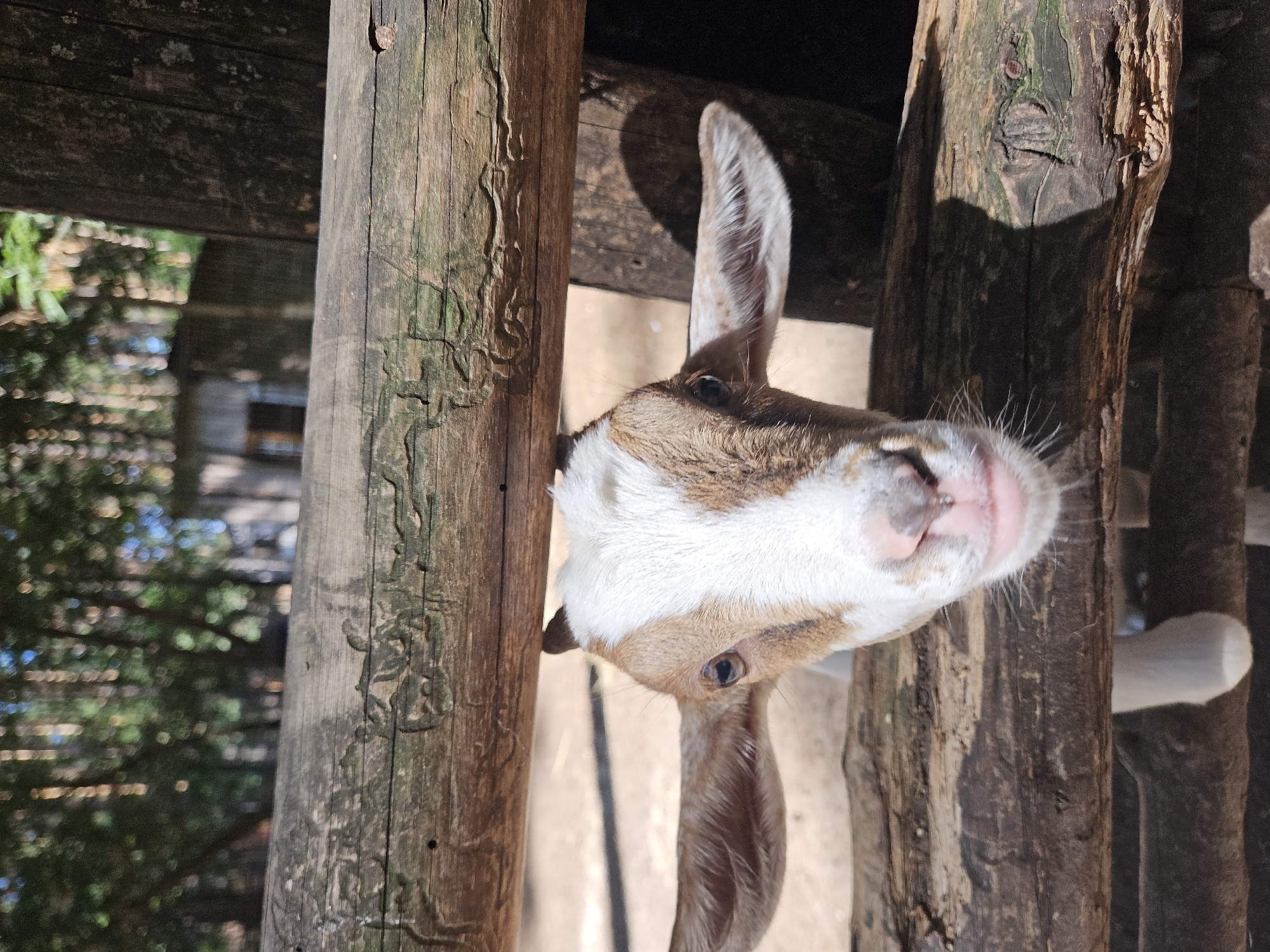 A young goat, with brown and white markings, peeks through a wooden fence. Its ears are large and splayed outwards. The goat's face is the primary focus, with its eyes, nose, and mouth clearly visible. The background is blurred, showing trees and a building, suggesting an outdoor enclosure. The wooden fence is weathered and appears to be made of rough-hewn logs. The overall lighting suggests a sunny day. There is no indication that this image is related to the city of Ulyanovsk, Russia.