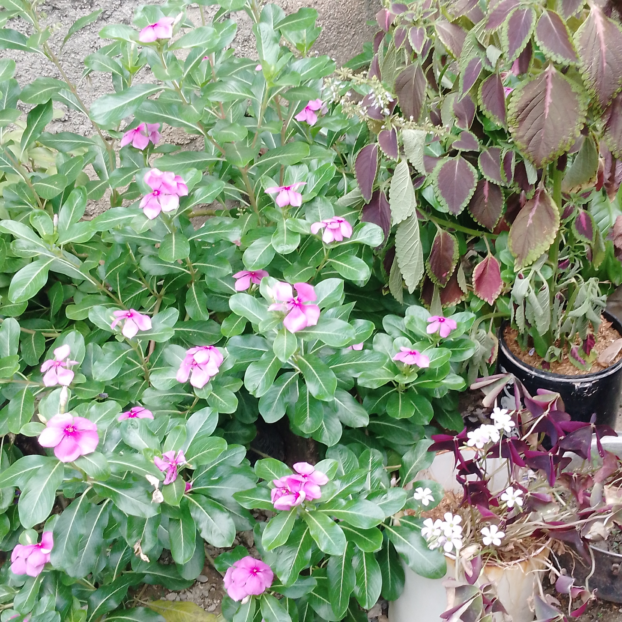 The image shows a close-up of a garden setting. The primary subjects are various plants. A large bush of pink flowers with green leaves dominates the left and center portions of the frame. To the right, there's a potted plant with leaves of brown and green hues, some of which appear slightly wilted. At the bottom right, there's another potted plant with deep purple leaves and small white flowers. The background includes a gray, textured wall. The image is taken in an outdoor setting, likely a residential garden or urban green space. The location is Unknown, Unknown.
