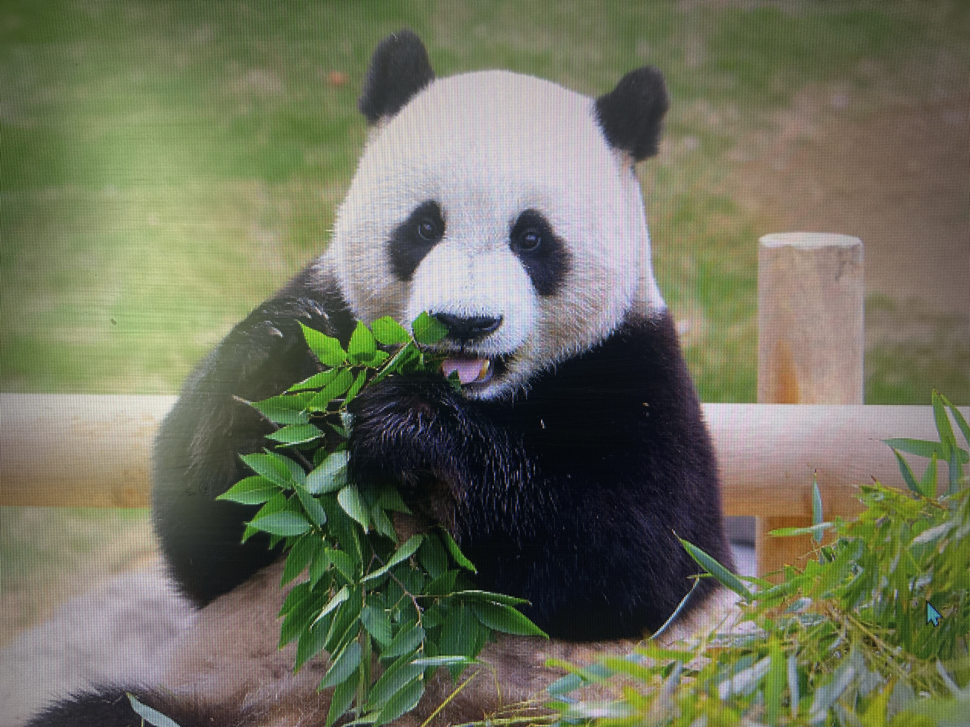 A panda sits in front of a wooden fence, eating leaves. The background appears to be a grassy area, possibly within an enclosure. This image is likely from a zoo or wildlife park, but the exact location in Zlatograd, Bulgaria, cannot be determined from the image alone.