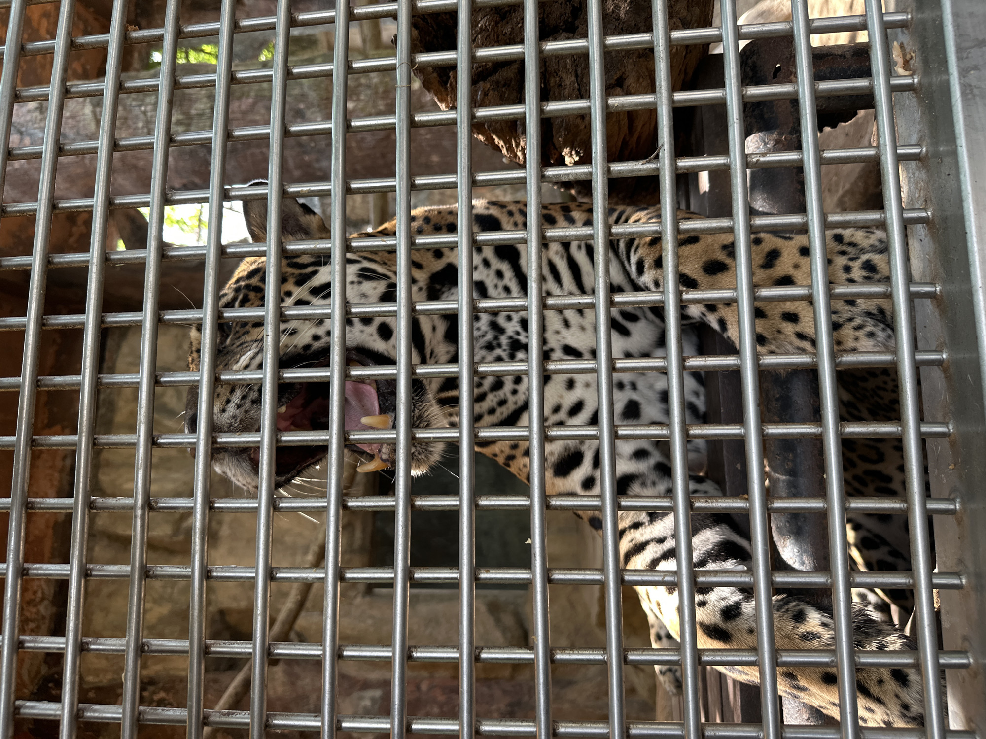 A jaguar is visible behind metal bars, likely a cage or enclosure. The animal is mostly visible with its mouth open, exposing teeth. The surrounding environment appears to be an enclosure with a rocky backdrop. The location is the Khao Kheow Open Zoo, Bang Phra Subdistrict, Thailand.