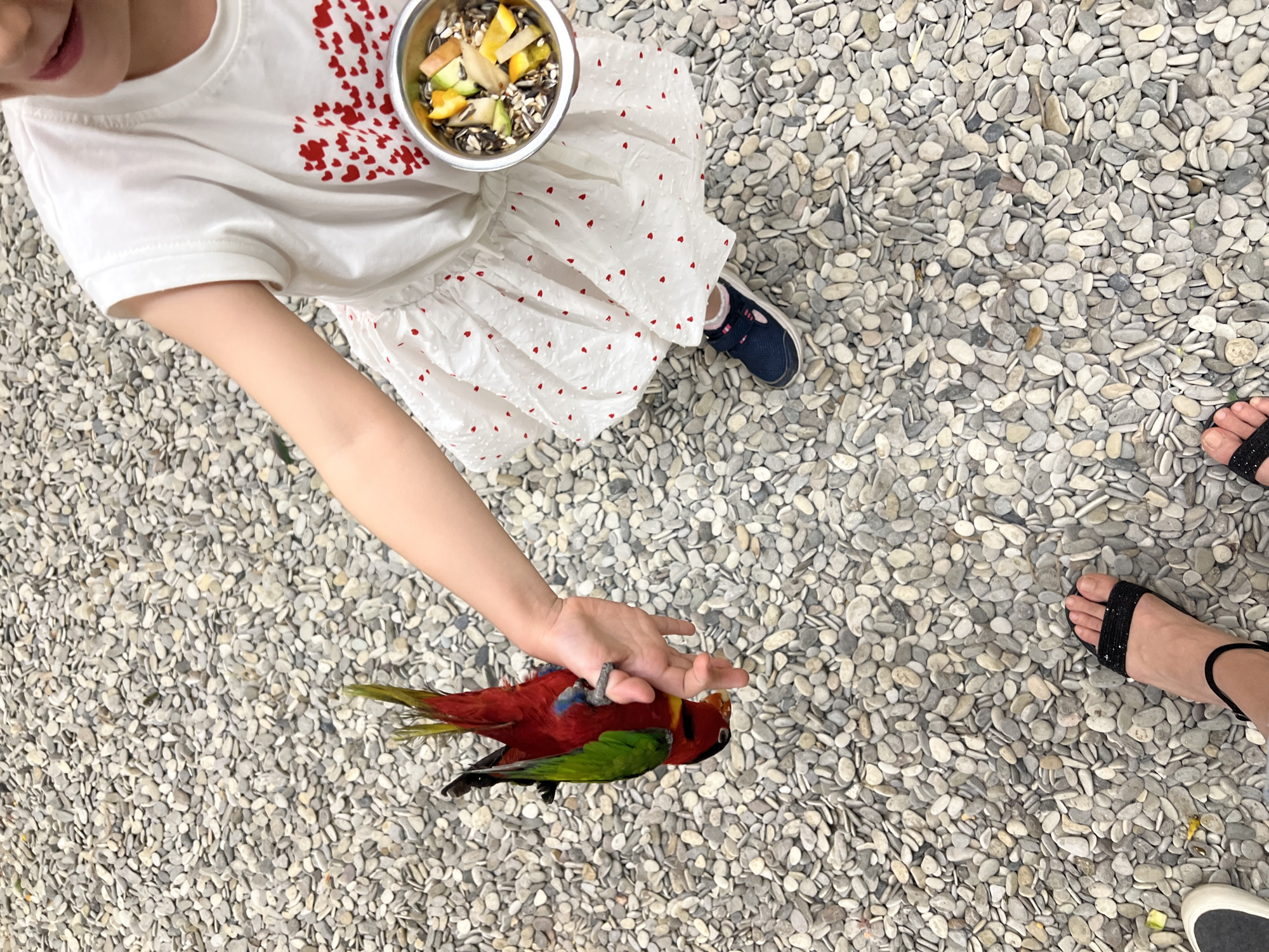 A child, wearing a white t-shirt adorned with red hearts and a white skirt with a red heart pattern, holds a bowl of birdseed. A red and green parrot hangs upside down from the child's outstretched hand, with its head lowered towards the bowl. The scene takes place outdoors, on a ground covered in small, light-colored pebbles. The image also shows two feet in black sandals in the foreground, suggesting the perspective of another person or people observing the interaction. The background is an expanse of the same pebble-covered ground. The location is specified as Moscow, Russia.