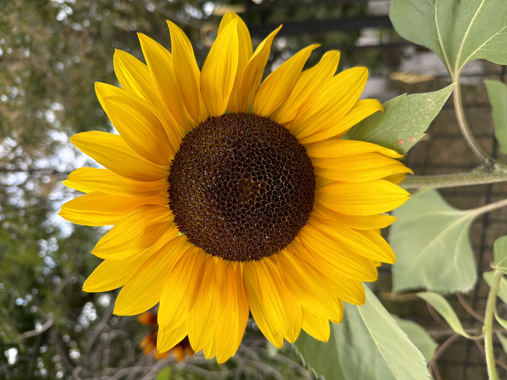 A close-up, eye-level, full shot captures a vibrant, bright yellow sunflower in full bloom against a softly blurred background of green foliage and trees. The sunflower's center is a deep, dark brown, densely packed with seeds. Its petals are a rich, sunny yellow, radiating outwards. The stem and a few large, fuzzy green leaves are visible at the bottom of the frame, adding a touch of natural detail. The scene appears to be outdoors, possibly in a garden or park setting, with the background suggesting a natural, unmanicured environment. There are no people or animals present in the image. This image is not associated with Pavlodar, Kazakhstan, or any specific city.
