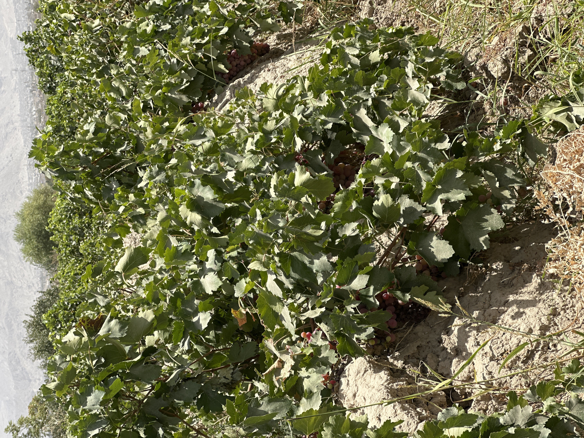 In Quetta City Tehsil, Pakistan, a vineyard is captured under a bright, sunny sky. The foreground is dominated by lush green grapevines, their broad leaves casting dappled shadows on the dry, earthy ground. Clusters of ripe red grapes are visible nestled amongst the foliage. In the midground and background, more grapevines stretch into the distance, creating a dense green canopy. Beyond the vineyard, the landscape transitions to rolling hills, with a hazy city or town visible in the far distance. The overall scene depicts a rural agricultural setting in a moderately arid region.