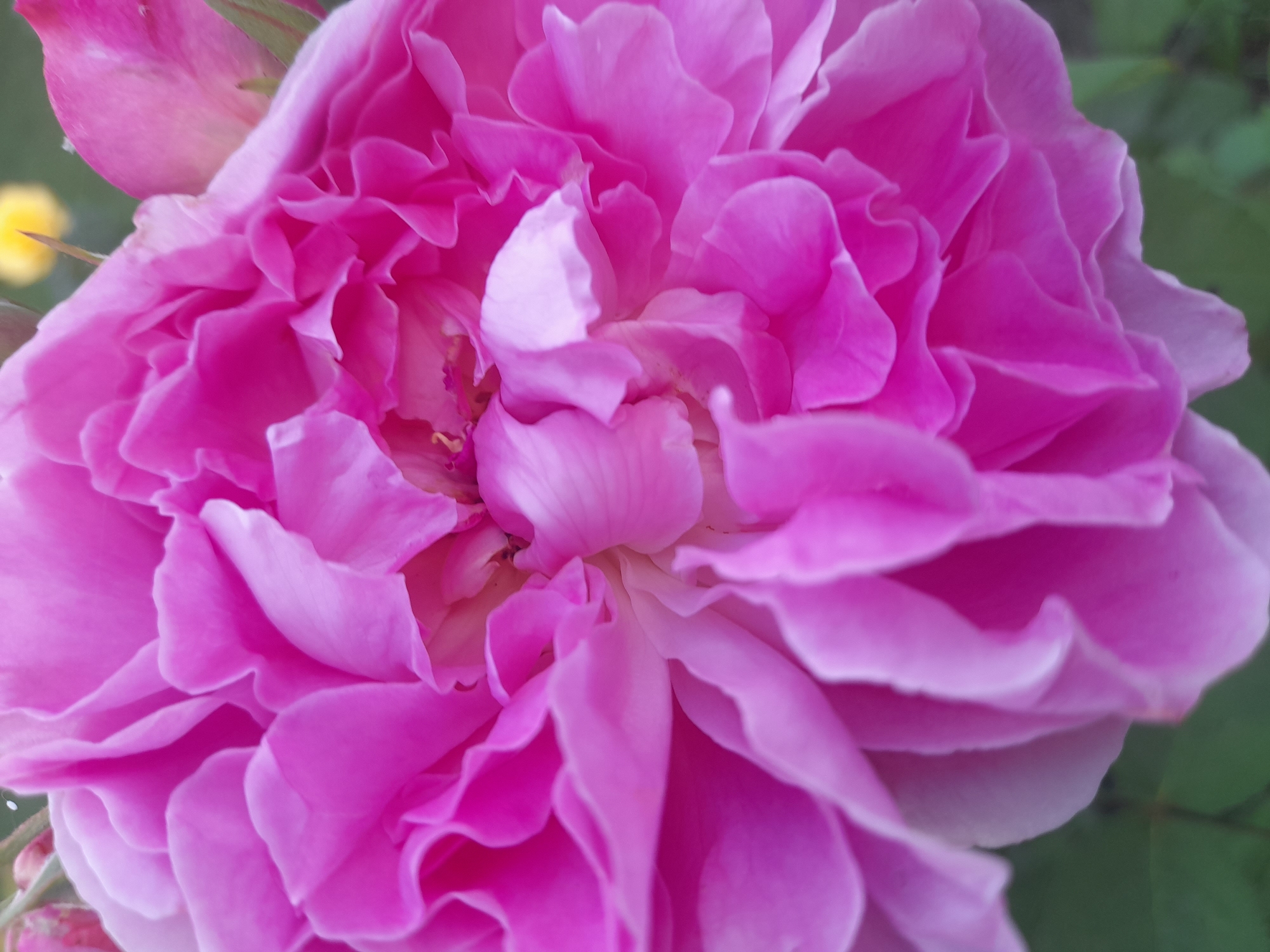 The media file is a close-up, slightly angled shot of a vibrant pink rose in full bloom. The rose fills the majority of the frame, with its numerous ruffled petals creating a complex and layered texture. The lighting appears to be natural, suggesting daytime, and the shallow depth of field blurs the background, focusing all attention on the intricate details of the flower. Some green foliage is visible in the background, along with a soft blur of yellow, possibly another flower or a distant object. There are no people, text, or specific activities depicted. The image evokes a sense of natural beauty and delicate detail. The location context provided is Kliushnykivka, Ukraine.