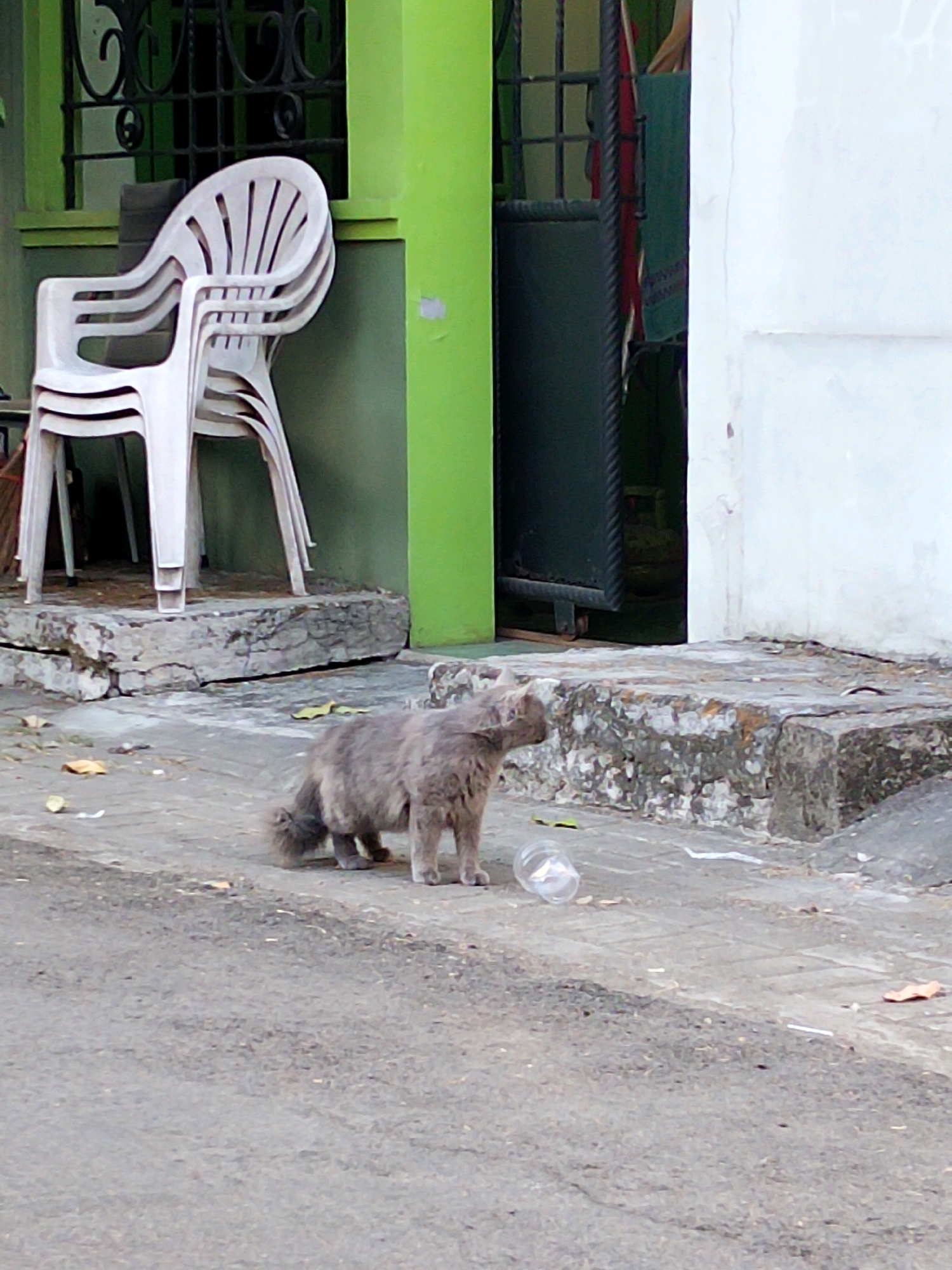 A medium-sized, fluffy, grey cat is standing on a paved surface in front of a building. The cat is facing to the left of the frame, with its tail curled and bushy. To the left of the cat, there is a clear plastic bottle on the ground, and further left, several yellow leaves. Behind the cat, a cracked concrete platform leads up to a building with a bright green wall. Stacked white plastic chairs are arranged on the platform. A dark metal grate is visible on the left side of the building, and a dark door is open on the right side, revealing a glimpse of a person in the background wearing a green garment and red fabric. The building appears to be located in a residential area or a public space in Kediri City, Indonesia, characterized by its worn concrete pavement, the presence of litter, and the architectural style of the building.