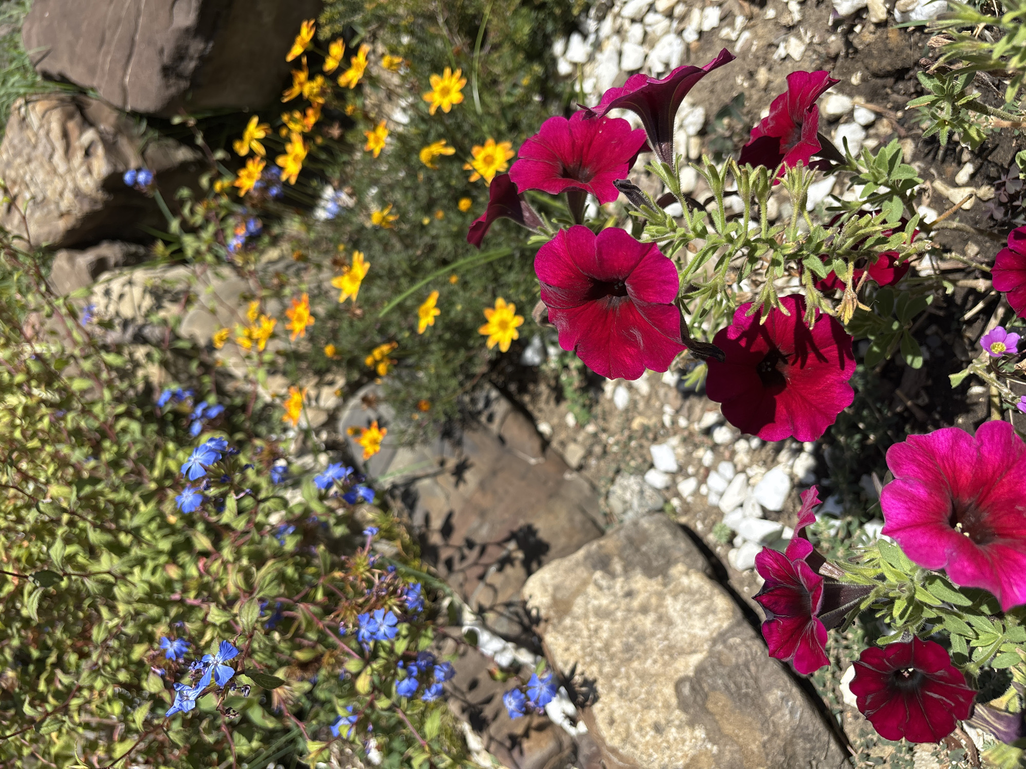 The image shows a close-up of a garden with several types of flowers, rocks, and ground cover. In the foreground, there are several large, deep pink petunias in bloom. Behind them, a patch of smaller, bright yellow flowers are visible, along with clusters of small, delicate blue flowers. The ground is covered with a mix of soil, white pebbles, and larger, rough-textured rocks, some of which are smooth and rounded while others are more angular and appear to be part of a rock garden arrangement. The lighting suggests it is a sunny day, casting shadows from the plants and rocks. There are no people or animals present in the image. The setting appears to be an outdoor garden.