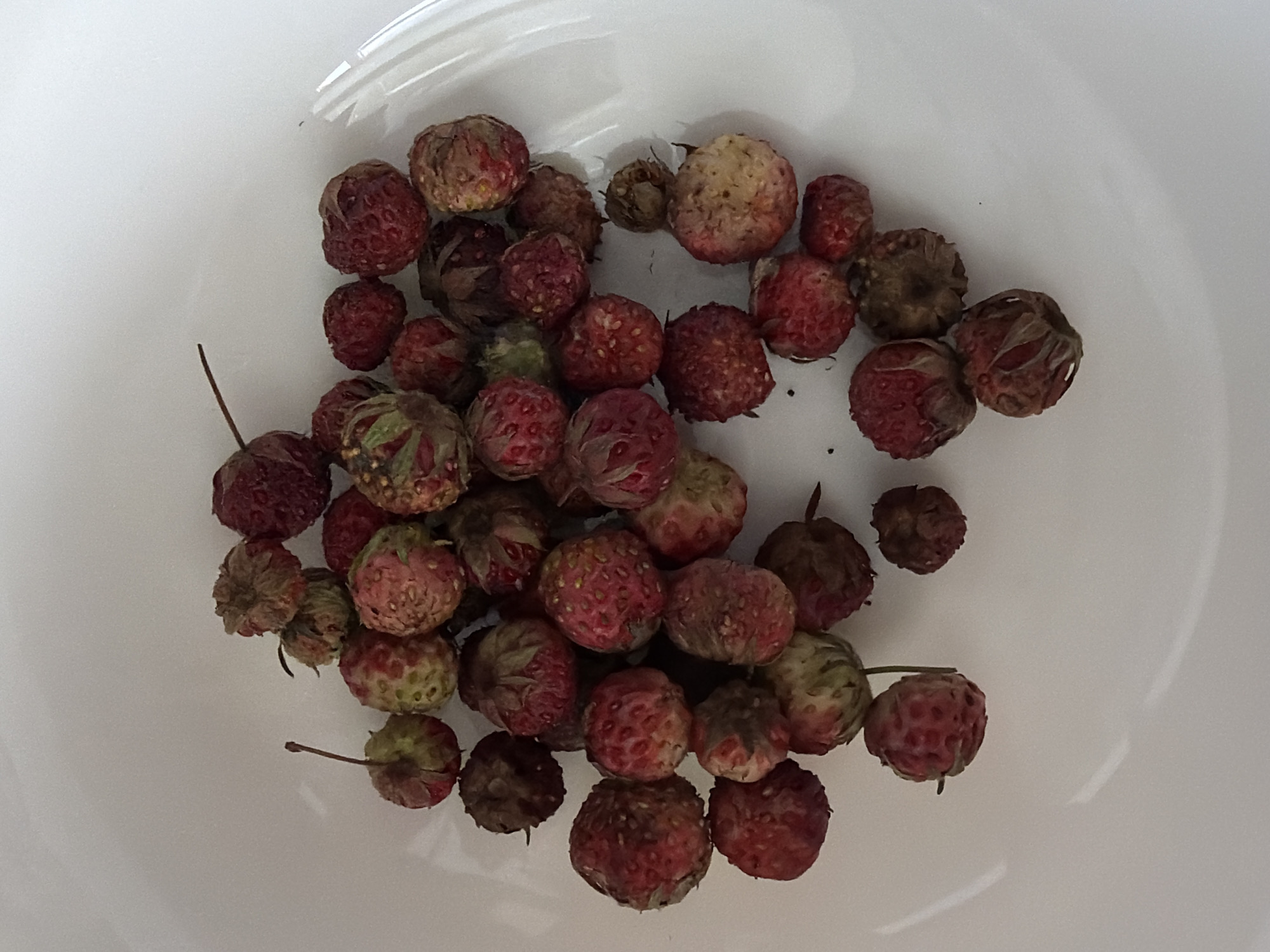 A top-down, slightly angled medium shot captures a pile of small, wild strawberries scattered in a white bowl. The strawberries vary in color from deep red to a mottled greenish-red and some are darker, appearing almost brown, suggesting varying degrees of ripeness or age. Their textures are bumpy and uneven, with visible seeds on some surfaces. A few thin green stems are attached to some of the berries. The white bowl provides a plain background, allowing the focus to remain entirely on the fruit. The lighting is even and bright, casting very soft shadows. No people, animals, or other objects are visible in the frame. The image appears to be a straightforward still life of harvested wild strawberries.
