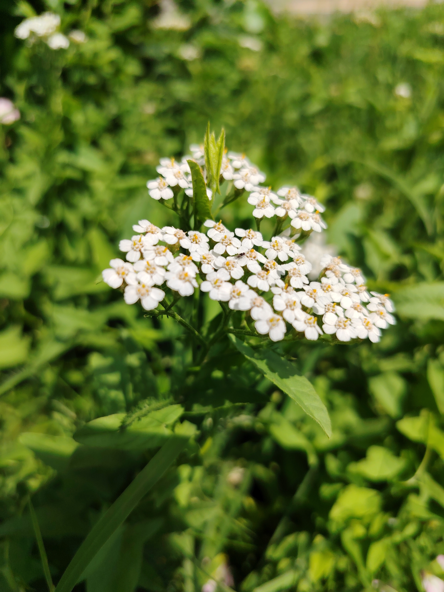 This is a close-up, vertical shot of a cluster of small white flowers, likely yarrow, set against a softly blurred background of lush green foliage. The flowers are the primary subject, with their delicate petals and bright yellow centers catching the light. Some of the flowers have a faint pinkish hue, suggesting they may be part of a larger bloom or a variation of the species. A few small green leaves are visible among the flowers, adding to the natural composition. The overall impression is one of serene natural beauty, with the soft focus drawing the viewer's attention to the intricate details of the blossoms. The scene appears to be outdoors on a bright, sunny day, with the dappled sunlight creating subtle highlights and shadows. The vibrant green of the grass and leaves suggests a temperate climate during the warmer months. The photograph has been taken from a low angle, emphasizing the flowers as they emerge from the greenery. There is no visible text in the image.