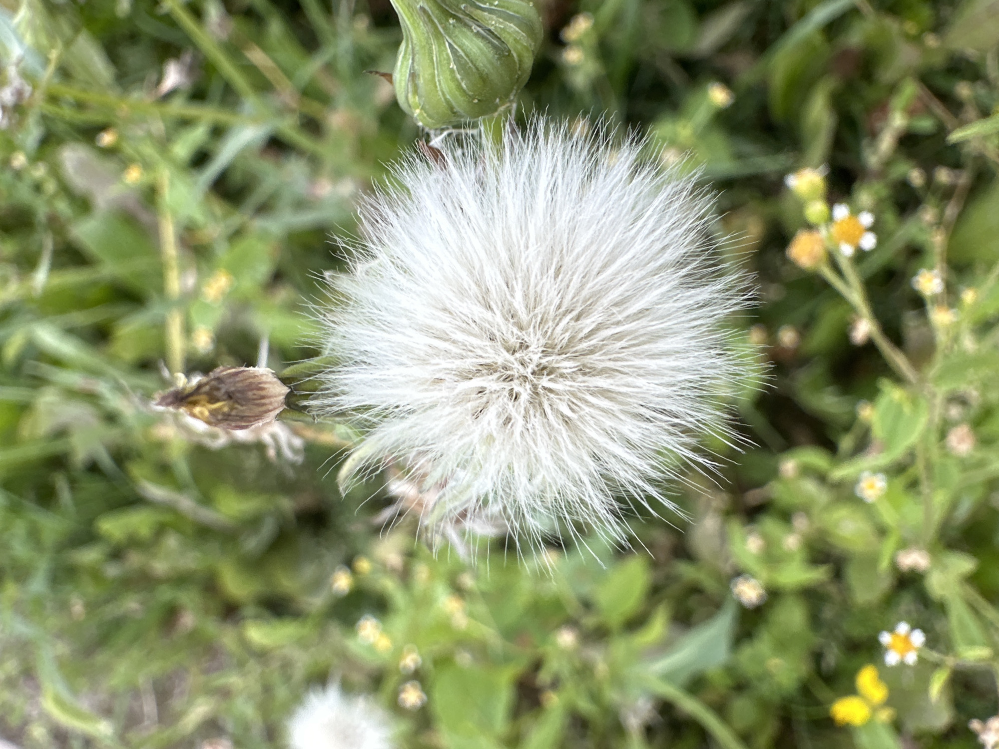 This is a close-up, vertical, eye-level, outdoor photograph of a white, fluffy seed head of a plant, likely a dandelion or a similar species. The seed head is the primary subject, positioned in the center of the frame, and is in sharp focus. It is spherical in shape, composed of numerous thin, white filaments extending outwards.
To the right of the seed head, a green, unopened flower bud is visible, also in focus. This bud has a ribbed texture and a pointed tip. Above and slightly to the left of the seed head, a small, brown, dried flower remnant is present, out of focus.
The background consists of blurred green foliage, suggesting a natural environment like a park, garden, or meadow. Scattered among the foliage are small, out-of-focus yellow and white flowers. The lighting appears to be natural daylight, creating a soft illumination.
The photograph was taken in Minsk, Belarus, in an outdoor setting characterized by vegetation and small wildflowers. There are no people, animals, or man-made structures prominently featured in the image. The scene depicts a natural moment in time, focusing on the reproductive stage of a plant.