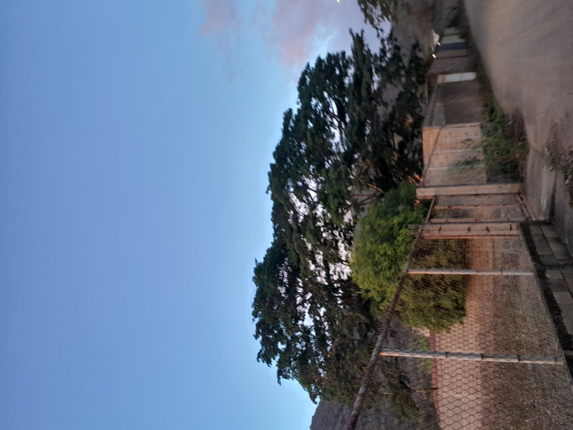 The image shows a twilight scene featuring a large, leafy tree with a wide canopy, dominating the upper center of the frame. The sky above is a clear, light blue with a few faint clouds tinged with pink on the right side. In the foreground, a chain-link fence runs horizontally across the image, supported by metal posts. Beyond the fence, there is dry, overgrown vegetation and a dirt road curves away to the right, bordered by a low concrete wall and a series of structures, possibly buildings or enclosures, with some showing doors or openings. A portion of a hillside is visible behind the tree on the left. The overall atmosphere is serene and rural, likely depicting an outdoor area on the outskirts of Santa Ana, Venezuela.