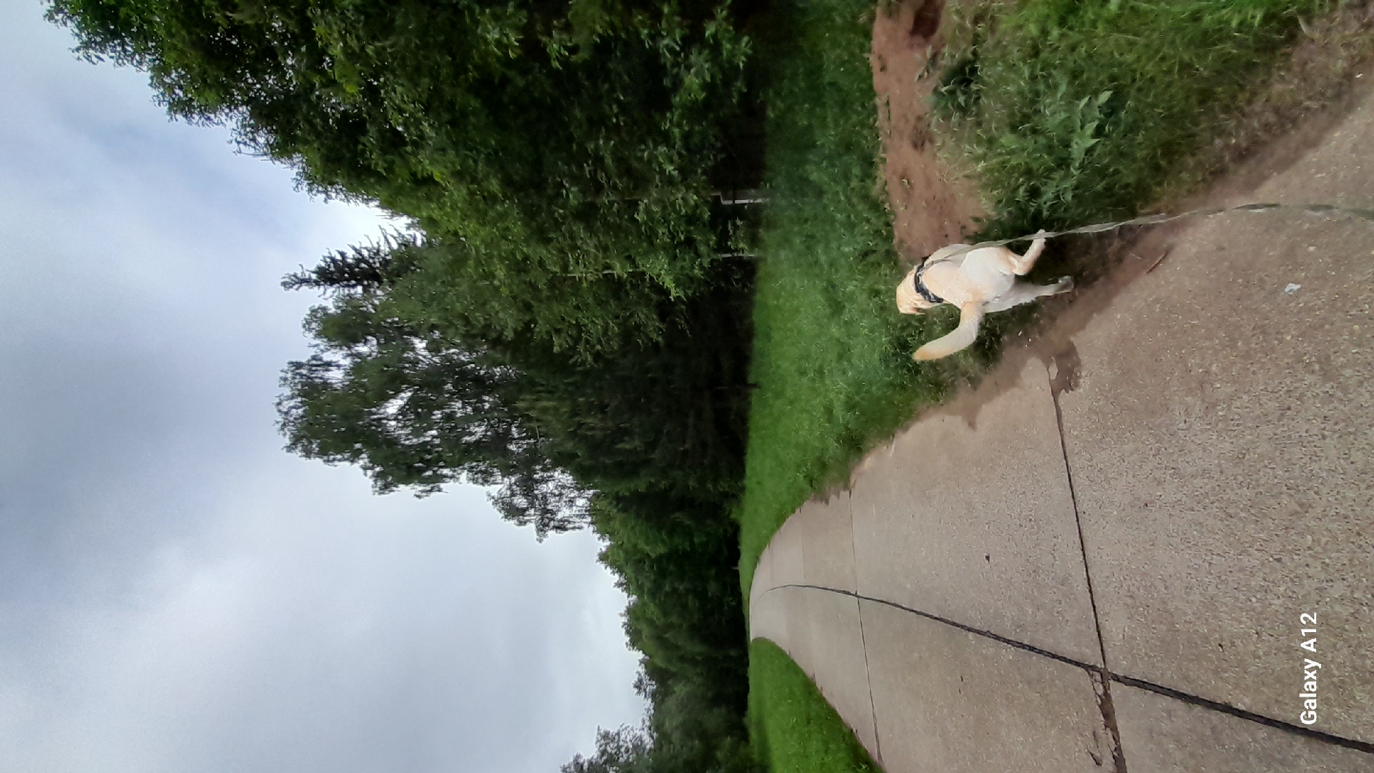 A pale Labrador retriever is walking on a paved pathway in a park or wooded area. The pathway curves to the left, lined with grass and trees on both sides. The sky is overcast. The lower right corner of the image includes the text "Galaxy A12." There is no indication of the exact location being in Марковский, Russia.