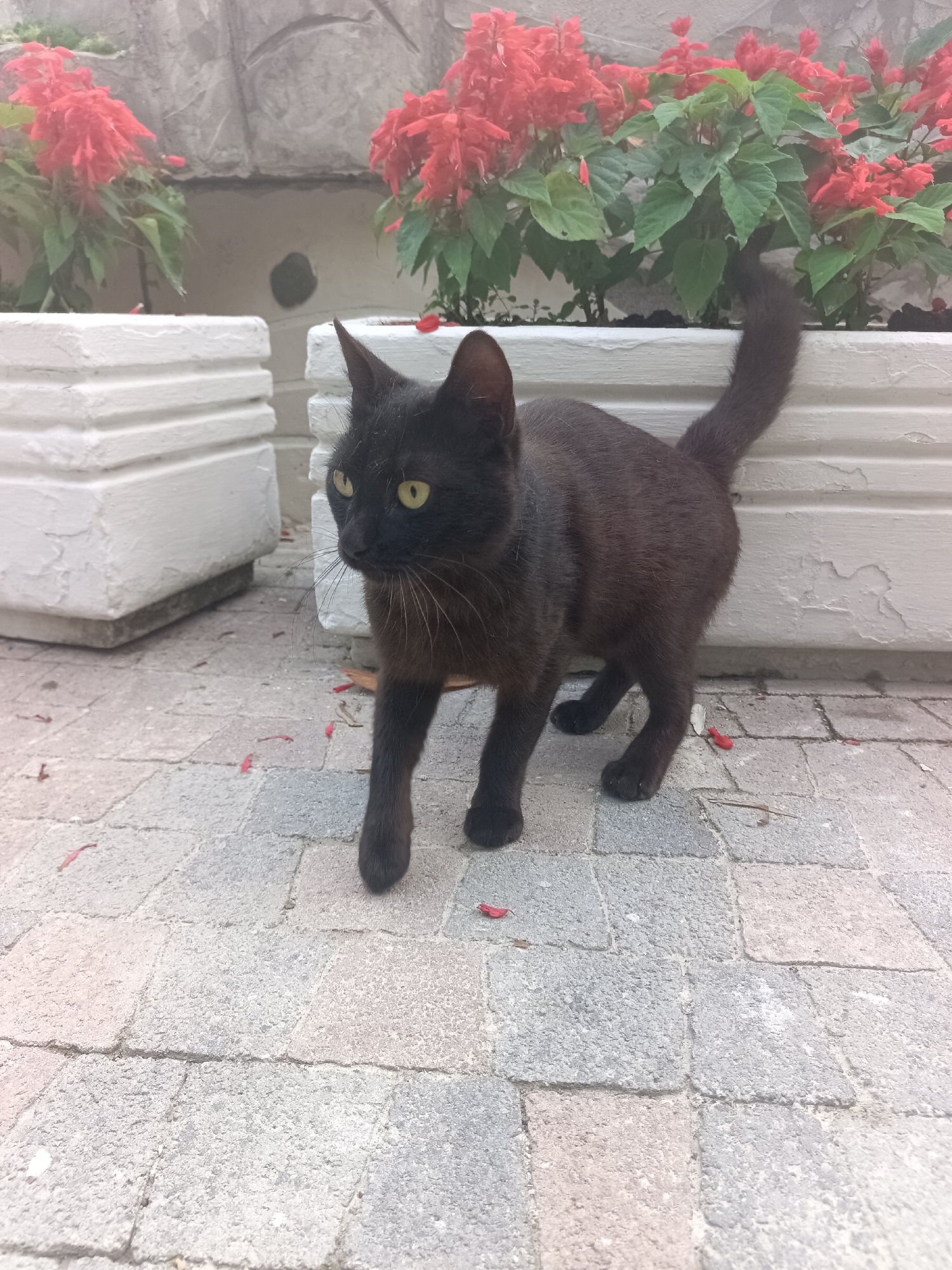 A black cat with yellow eyes stands on a paved walkway with red flowers and white planters in the background. The cat is facing to the right of the frame. The walkway is made of rectangular pavers. The background shows a wall and some vegetation.
