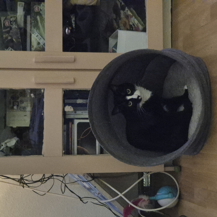 A black and white cat with wide green eyes sits in a round, gray pet bed. The bed sits on the floor beneath a cabinet with glass doors, which is full of various objects. A tangle of electrical wires is visible below the cabinet. A blue toy with a white handle and a pink toy sit underneath the pet bed. The floor is wooden and appears to be made of planks.