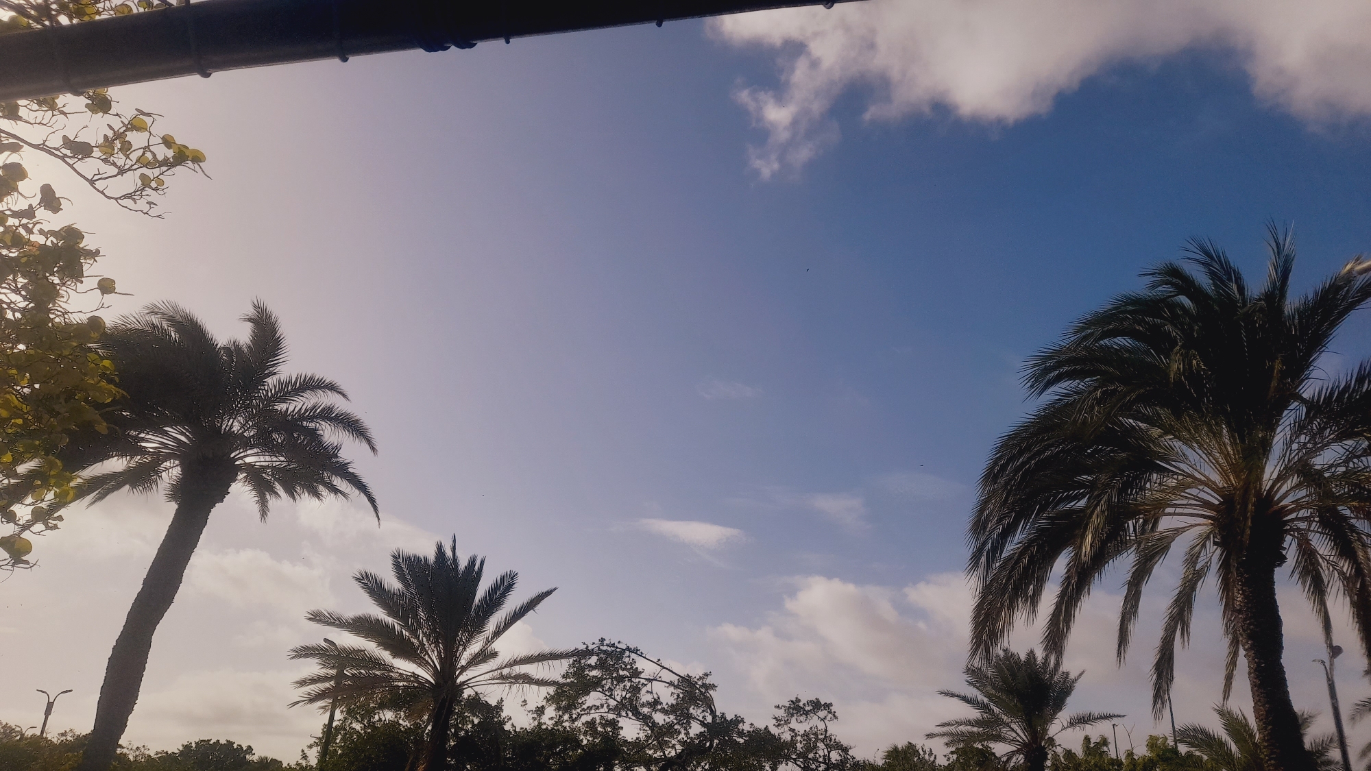 This media file depicts a bright, sunny day with a clear blue sky dotted with a few white clouds. The scene is dominated by the silhouettes of several palm trees, with their fronds reaching upwards towards the sky. In the foreground, a dark, horizontal beam runs across the top of the frame, suggesting it might be a railing or part of a structure. To the left, some leafy branches with yellow-green leaves are visible, adding a touch of color to the otherwise silhouetted foliage. The overall impression is one of a tropical or subtropical location. The lighting suggests it is either morning or late afternoon, given the soft quality of light and the angle of the sun, which is not directly visible but implied by the brightness of the sky. The image evokes a sense of calm and tranquility, characteristic of a peaceful outdoor setting. No people or specific objects are clearly identifiable beyond the natural elements of the trees and sky. The location context provided is Pedro González, Venezuela, which aligns with the presence of palm trees and the bright, sunny weather.