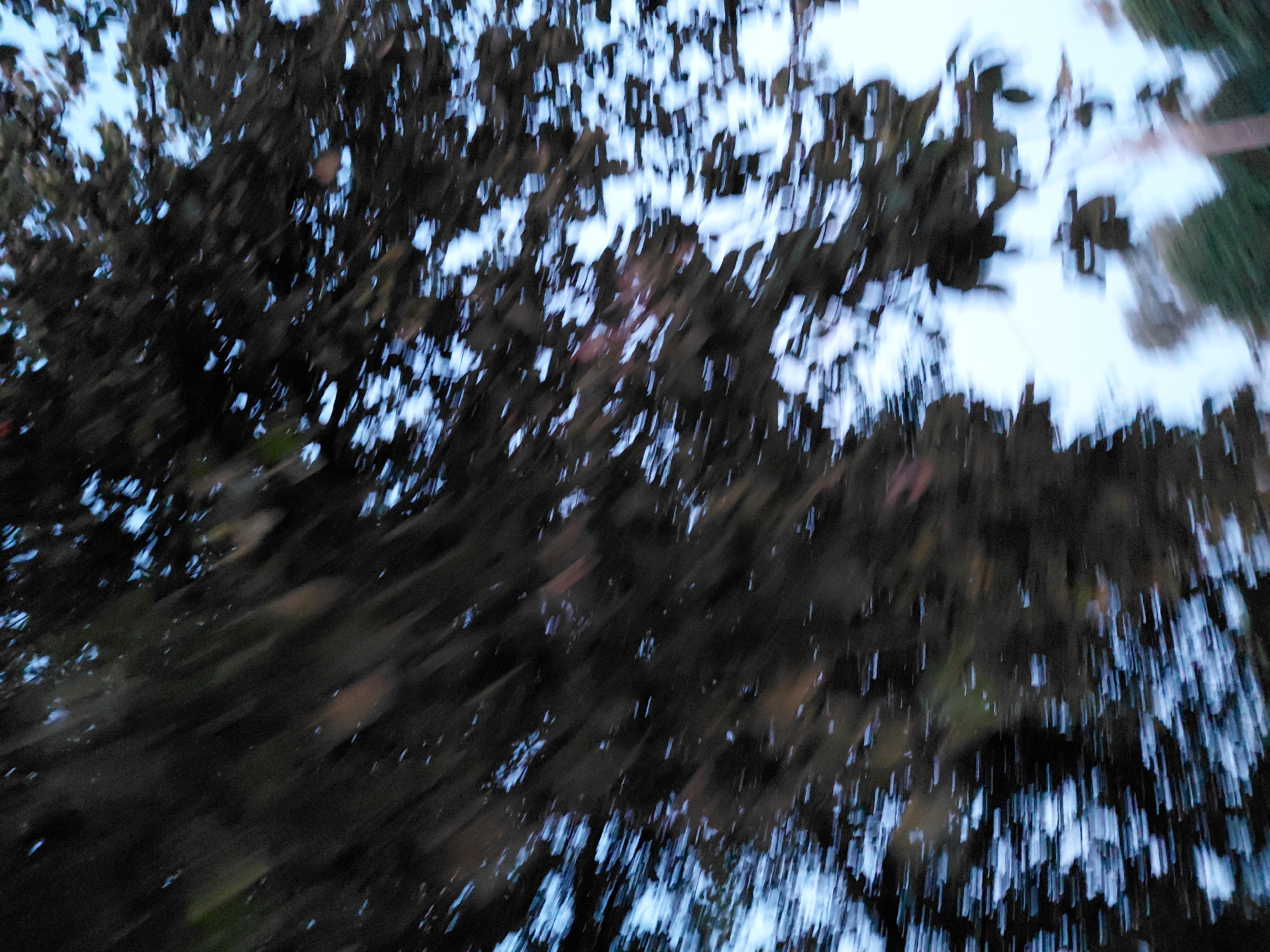 The image is a blurred, motion-captured photograph of trees with dark leaves against a light sky. The blur suggests the photograph was taken from a moving vehicle. There are no people or identifiable structures visible. The lighting is dim, indicating it may be early morning or late evening. The natural environment appears to be the only element in the image.