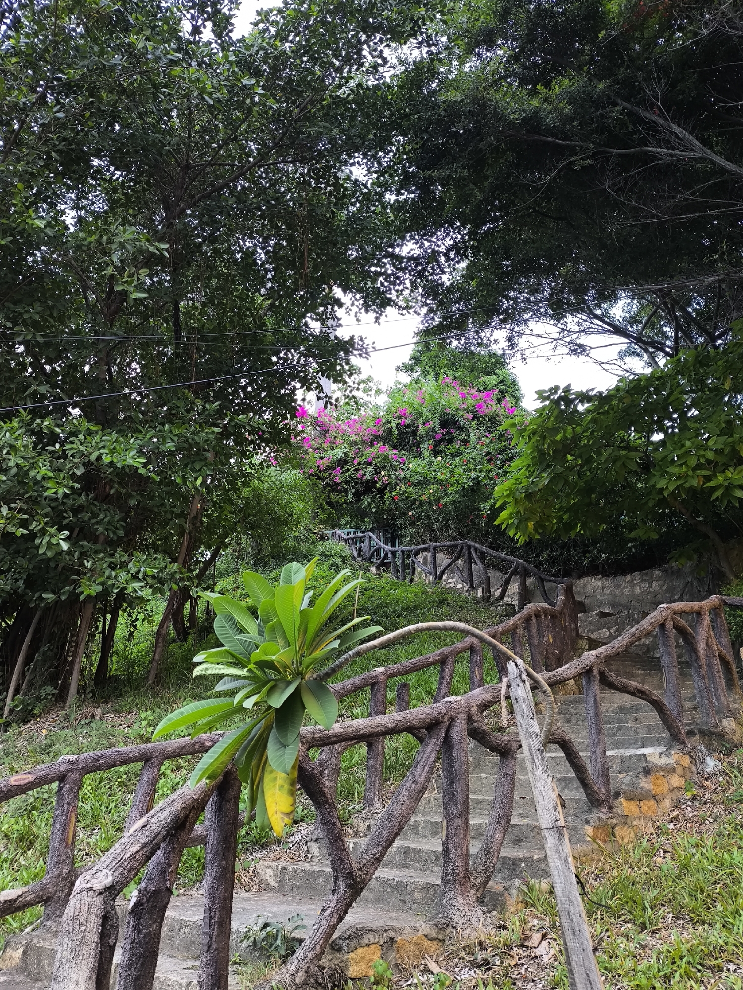 This is a medium shot, eye-level, outdoor photograph of a stone staircase with rustic, log-like railings in what appears to be a park or garden setting. The stairs ascend a gentle slope, flanked by lush greenery. In the foreground, a leafy green plant with some yellowing leaves hangs over the railing. Behind the stairs, a dense thicket of trees and bushes is visible, with bright pink bougainvillea flowers blooming prominently in the midground. The canopy of large trees creates a dappled light effect. The ground around the stairs is covered in grass, fallen leaves, and some exposed earth. The sky is overcast and bright. The scene is static and devoid of human presence. This location is consistent with the natural landscaping and vegetation found in Bac Nha Trang Ward, Vietnam.