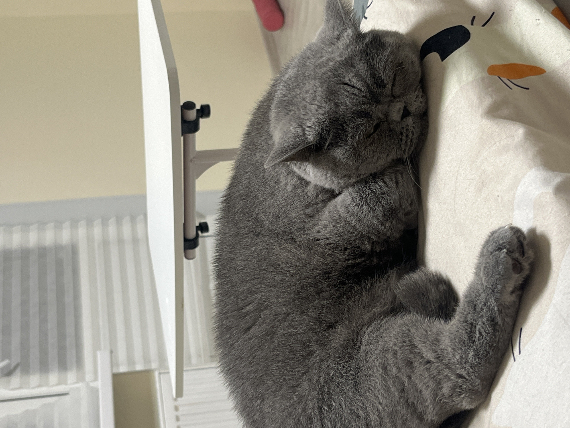A fluffy gray cat is sleeping soundly on a surface that appears to be a pillow or bedding with a white base and a cartoonish face design. The cat is curled up, with its head resting on its paws and its eyes closed. The cat's fur is thick and soft, and its ears are perked slightly. Behind the cat, a white adjustable table is visible, with its legs folded. In the background, a window with white blinds is present, and a pale yellow wall is visible. To the right, a pink object, possibly a toy, is on the floor. The scene appears to be indoors, in a room that is well-lit. There is no specific indication of its location within the city of Saint Petersburg, Russia.