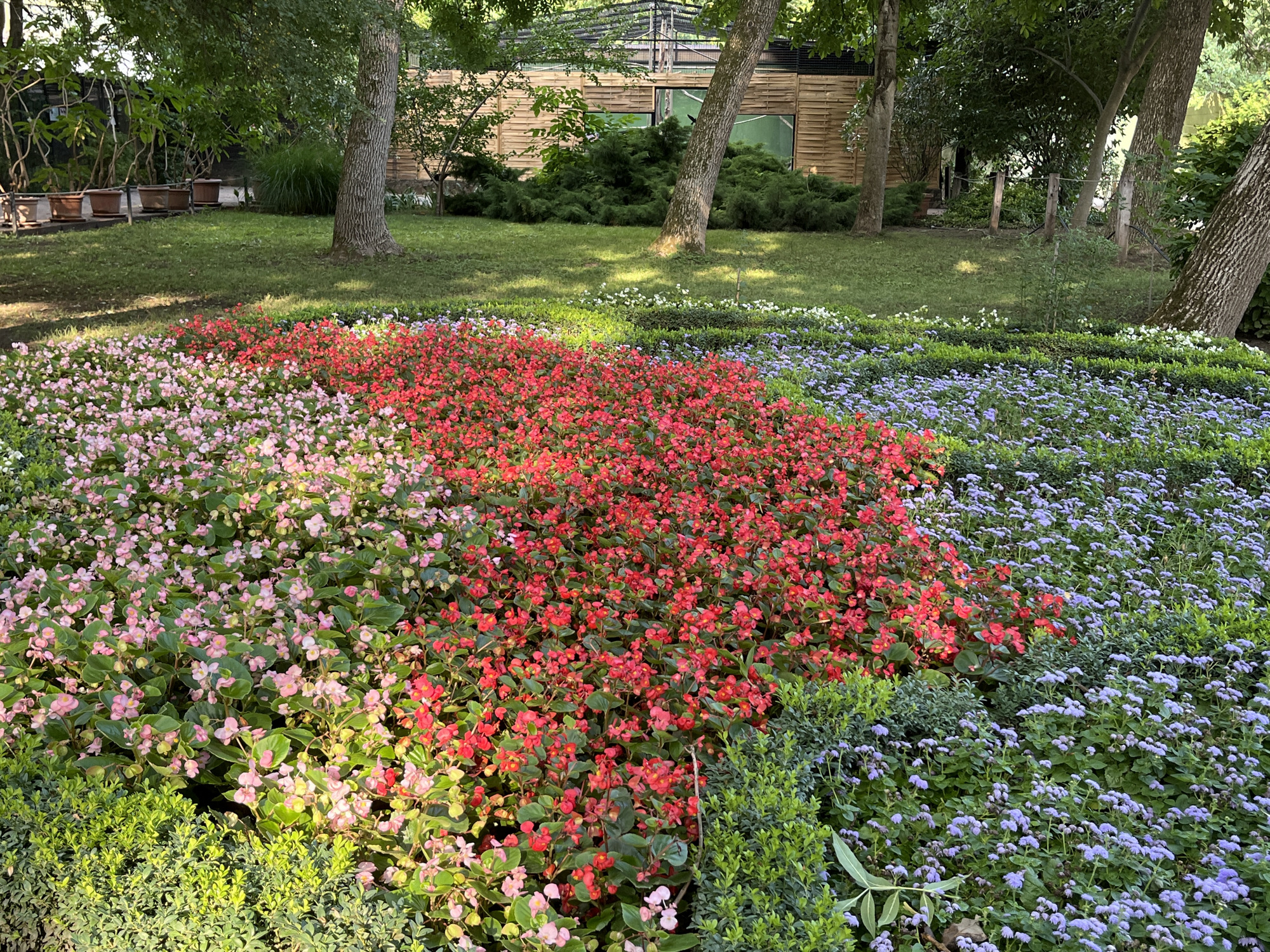 The image depicts a meticulously landscaped garden with a variety of flowering plants and lush greenery, likely a public park or a well-maintained private garden. In the foreground, a vibrant bed of flowers stretches across the frame, divided into distinct sections of color. On the left, a dense planting of light pink begonias is visible, interspersed with smaller, green bushes. Adjacent to this, a larger expanse of bright red begonias forms the central focus, their rich color contrasting with the surrounding foliage. To the right of the red flowers, a carpet of small, delicate purple flowers, possibly Ageratum, covers a significant portion of the garden. Smaller, dark green manicured shrubs border some of the flowerbeds.
In the background, mature trees with textured bark cast dappled shadows on a neatly mowed lawn. Behind the trees, a rustic wooden building with horizontal plank siding and large green-tinted windows is partially visible, suggesting a pavilion or a garden structure. The overall impression is one of order and natural beauty, bathed in natural light. The scene does not contain any people or animals. This garden is likely located within the Sóstó Zoo and Park in Nyíregyháza, Hungary, an area known for its extensive green spaces and recreational facilities.