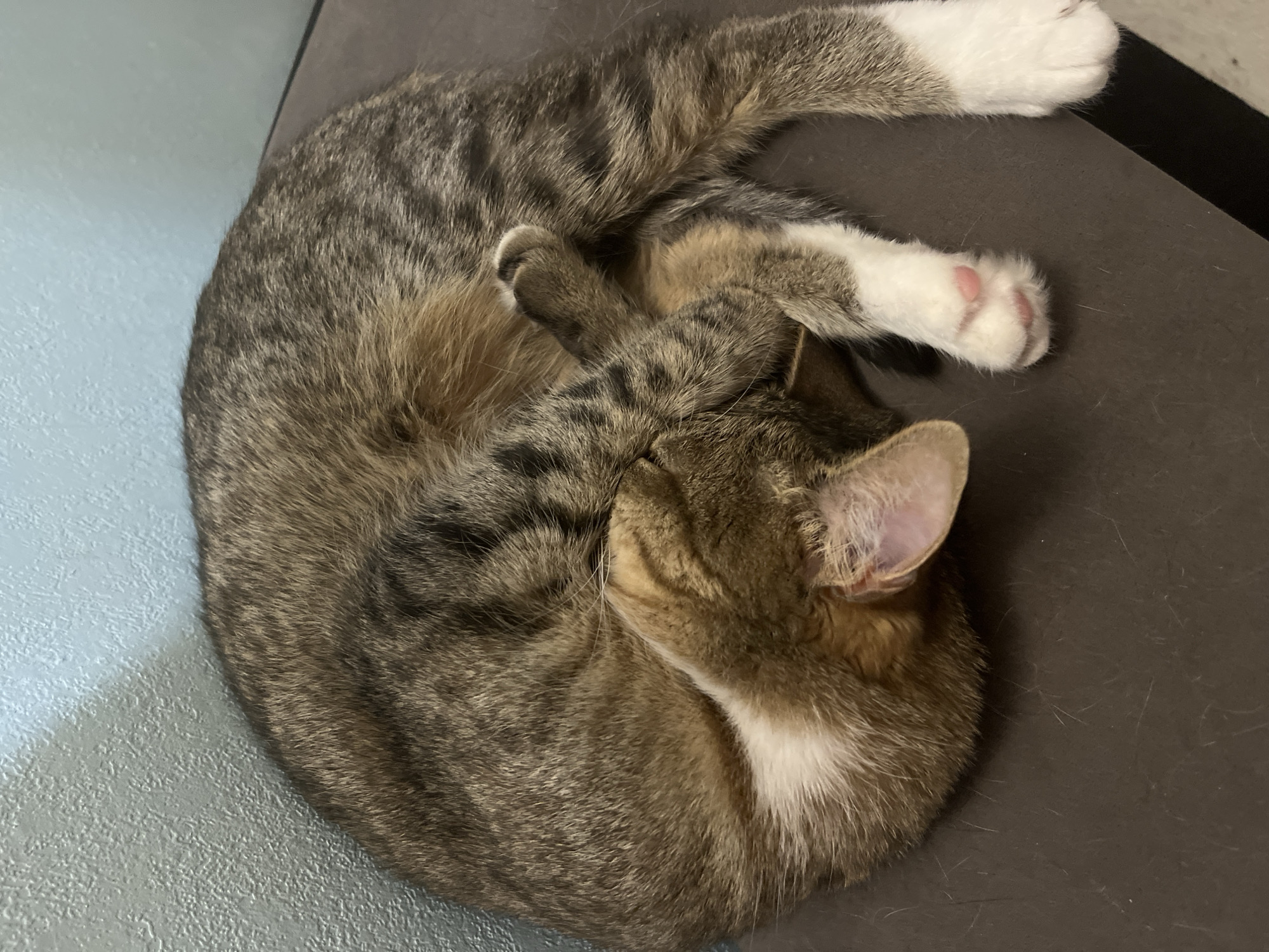A tabby cat with white paws is curled up asleep on a grey surface. No evidence exists to suggest the cat is in Izhevsk, Russia.