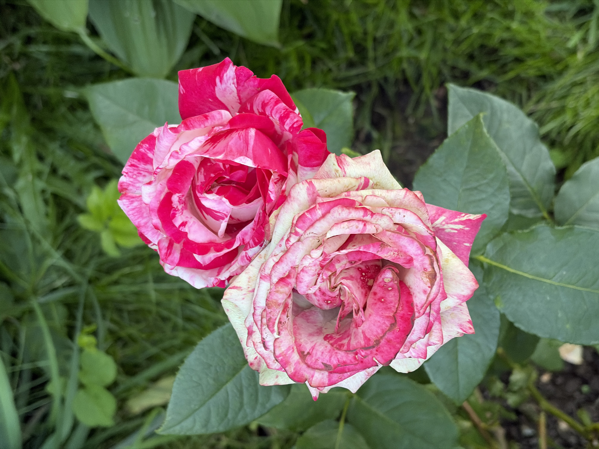 A close-up, top-down shot features two bi-colored roses with pink and white striped petals, set against a blurred background of lush green foliage and grass. The rose in the foreground, slightly to the left, displays a more open bloom with visible water droplets on its petals. The rose behind it, to the right and slightly higher, is still in the process of opening. The overall impression is one of natural beauty in an outdoor setting, possibly a garden or park in Khimki, Russia, given the context.