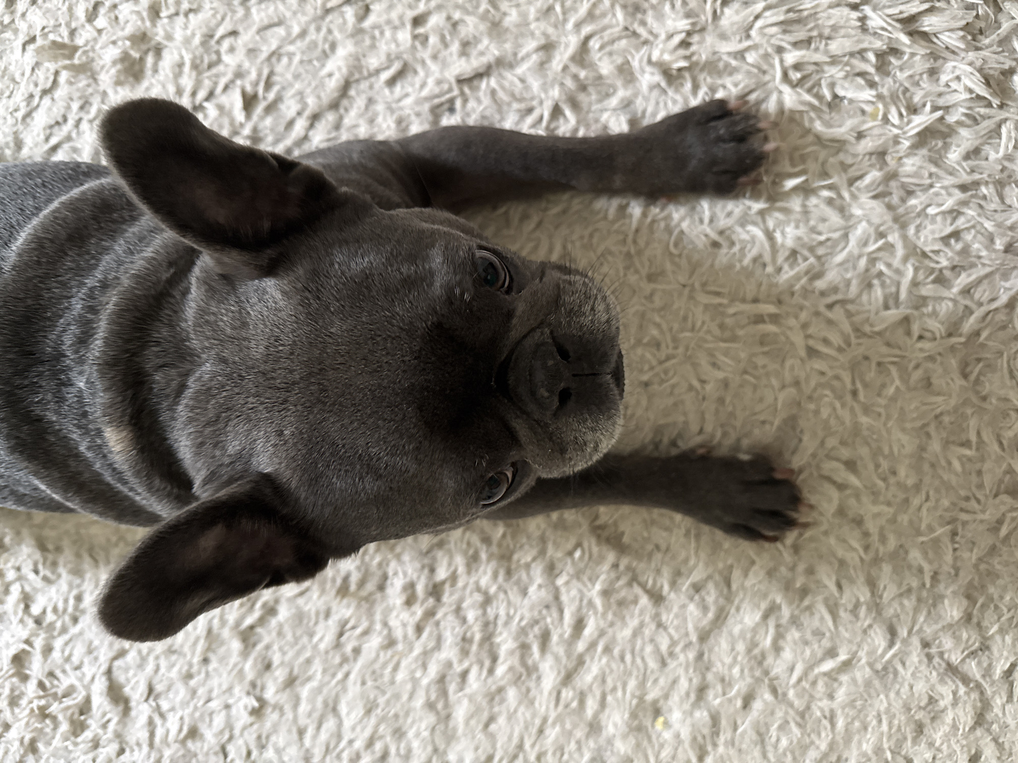 A dark gray French bulldog sits on a white fluffy rug, looking down at the camera. The dog has large, upright ears and its body is mostly obscured by the rug. The background is entirely the rug. The location is the city of Bad Sachsa, Germany.