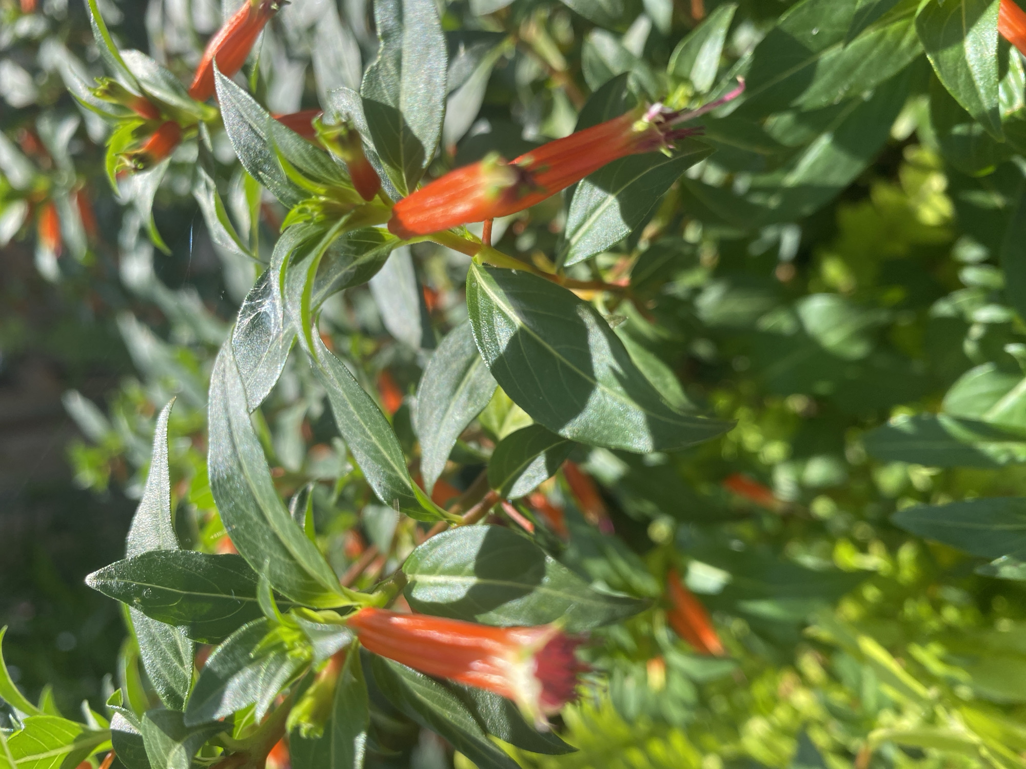 The image depicts a close-up view of an orange tubular flower, possibly a species of firecracker plant, with green foliage in the background. The flowers have a distinct trumpet-like shape with delicate, fringed edges at the opening. Sunlight filters through the leaves, creating a play of light and shadow. There are no people or any other discernible objects in the scene. The setting appears to be a garden or a natural outdoor environment. There is no information within the image to suggest it is located in Montreal, Canada.