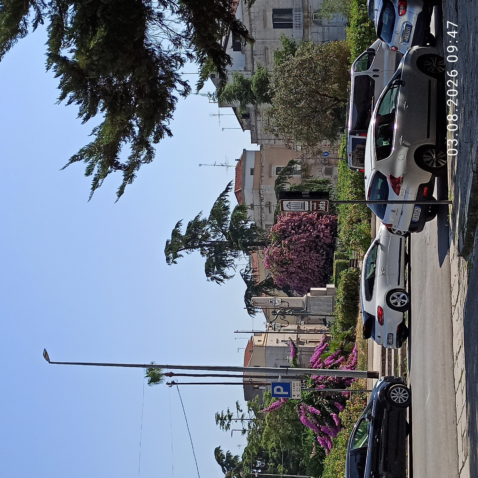 This is a street-level, medium-distance, eye-level photograph of a public area in Ruvo di Puglia, Italy, taken on August 3, 2026, at 09:47. The scene features several parked cars on a paved street. A dark blue hatchback is parked on the left, facing right. To its right, a white Volkswagen Scirocco is parked, also facing right. Further right, a light-colored Peugeot hatchback is parked, partially obscuring a silver hatchback behind it. A white van is parked in the background, behind the Peugeot. The street is lined with a sidewalk and a low concrete barrier. Beyond the street, there is a park-like area with lush green trees, a large bush with vibrant pink flowers, and several streetlights. In the background, there are buildings with light-colored facades and red-tiled roofs. A prominent sign for "Parcheggio" (parking) with a blue "P" is visible on a pole, along with another sign for "Parco archeologico nazionale Jatta." The sky is clear and blue. The overall impression is of a bright, sunny day in a town square or street.