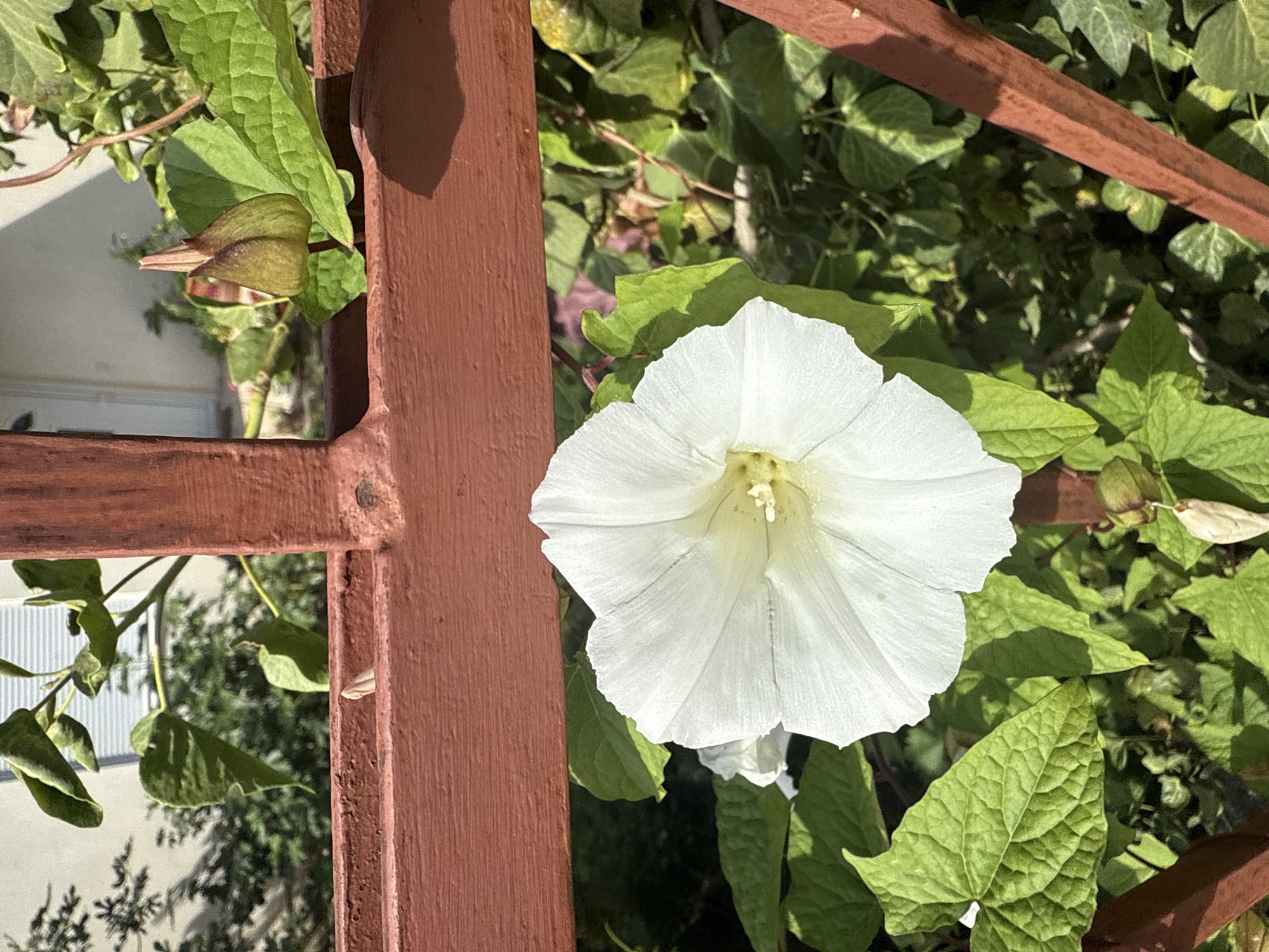The image presents a close-up view of a white flower, likely a morning glory, growing on a reddish-brown painted metal trellis. The flower is in full bloom, showcasing its delicate, ruffled petals and a central cluster of stamens. Green leaves surround the flower, filling the background. The trellis has a simple, geometric design, with vertical and horizontal bars. Through the trellis, a building with white windows and a green tree are visible. The lighting suggests it is daytime with sunlight casting shadows on the trellis and leaves. Given the vegetation and architecture, it is plausible the photo was taken in Budva, Montenegro, but that is not confirmed by the image itself.