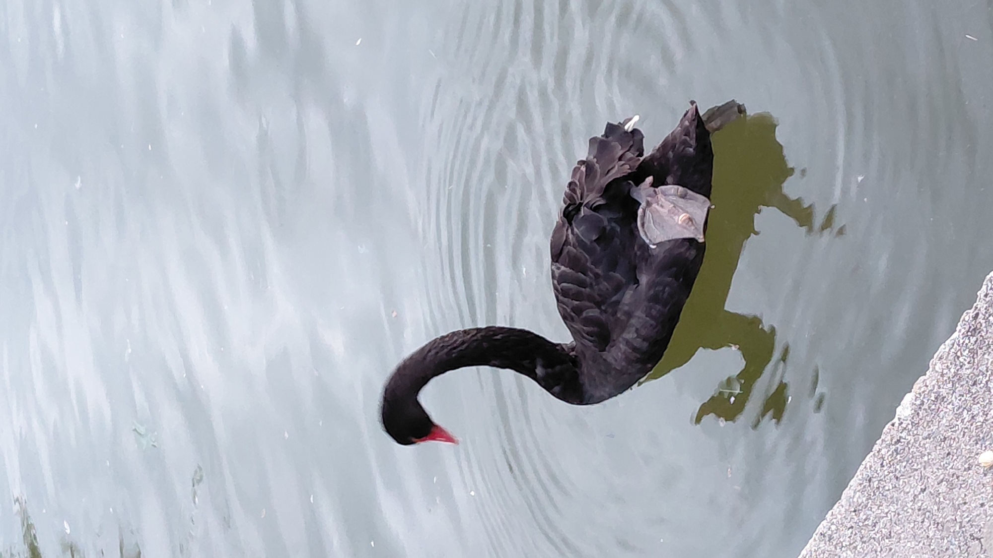 A black swan floats on the surface of a body of water, likely a pond or lake. The swan has a red beak and is positioned diagonally in the frame with its head towards the lower left and its body toward the upper right. The water is a pale grayish-green, with ripples and faint reflections. A concrete edge is visible in the lower right corner of the image. The location is unspecified.
