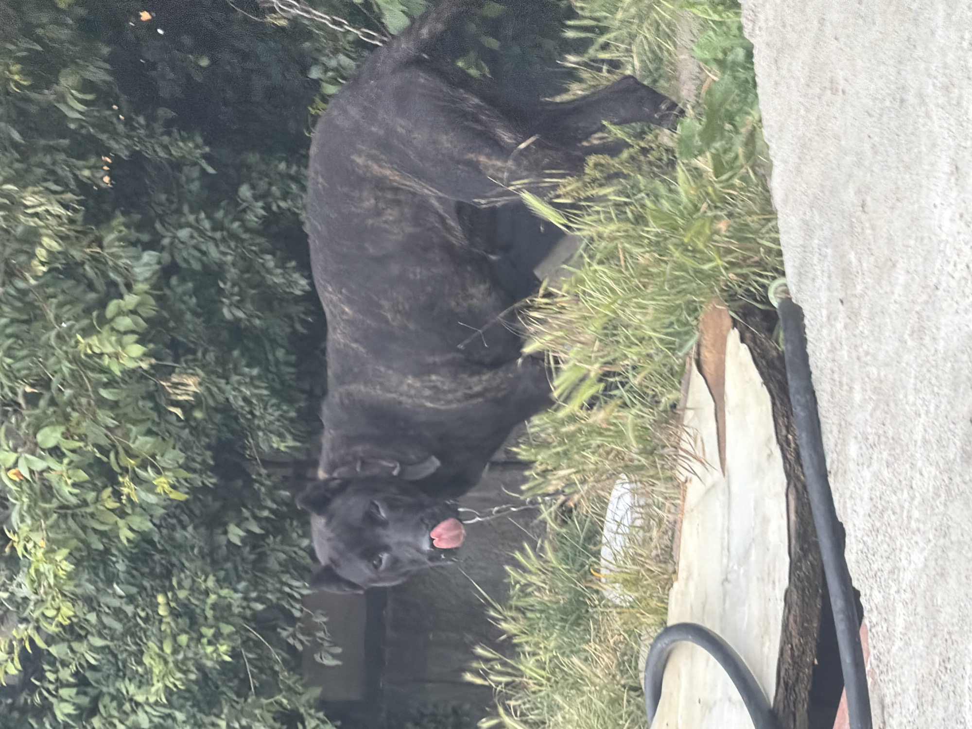 A brindle dog with a dark coat is outdoors, possibly in a backyard or a yard. The dog is on a chain and appears to be panting with its tongue sticking out. The setting includes lush green foliage on the left side of the image and tall, dry grass on the right. A rough, concrete surface is visible on the far right, with a black hose or cable running along it. The scene suggests a warm day, and the dog's panting indicates it might be hot. The overall impression is of an outdoor space, likely a residential area, given the presence of a chained dog and the surrounding vegetation. There is no visible text in the image. The photo is oriented vertically, with the dog's head at the bottom.