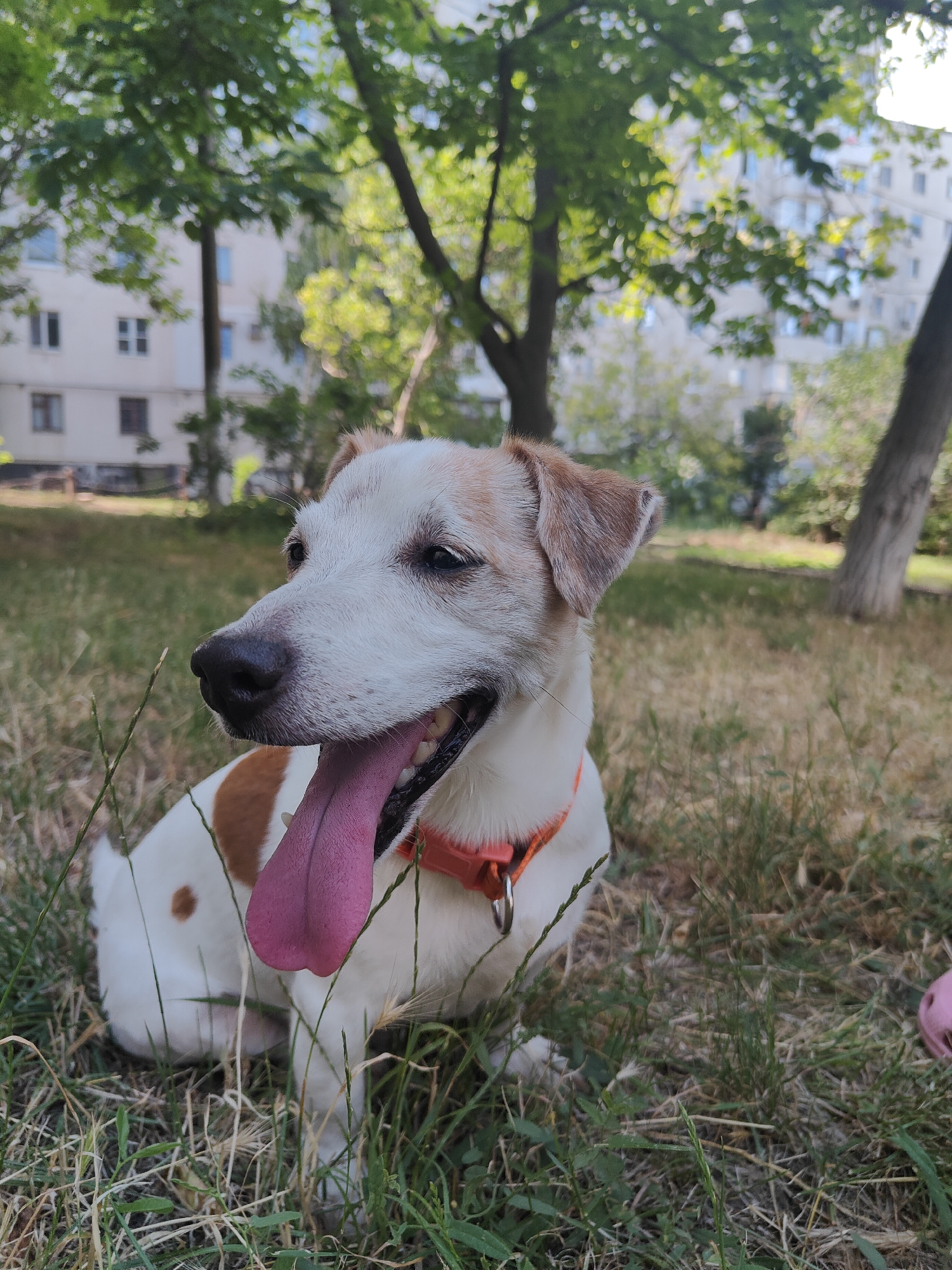 A medium shot depicts a white Jack Russell Terrier with tan markings sitting on a patch of dry grass. The dog is facing left, with its mouth open and a large pink tongue hanging out. It is wearing an orange collar. In the background, out-of-focus trees and a multi-story apartment building are visible, suggesting an urban park setting in Chornomorsk, Ukraine. The lighting suggests it is daytime, with sunlight filtering through the trees. A pink object, possibly a toy, is partially visible on the right side of the frame.