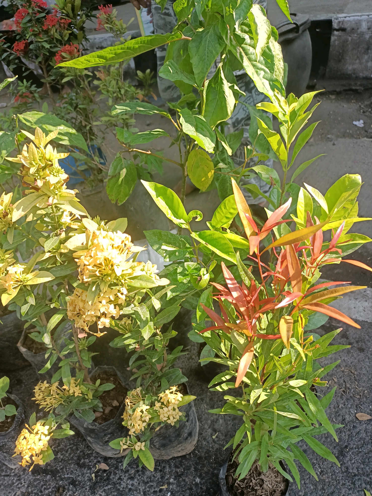 This is a close-up, eye-level, outdoor, daytime photograph of several potted plants in what appears to be a roadside nursery or market stall. The plants are arranged in black plastic bags filled with soil. In the foreground and mid-ground, there are plants with clusters of small, pale yellow flowers. To the right, a plant with vibrant red new growth is prominent, contrasting with its darker green leaves. In the background, other green foliage and some red flowers are visible, along with a portion of what looks like a dark gray concrete structure or large planter. The ground beneath the plants is a dark, textured surface, likely asphalt or concrete. The lighting suggests it is a sunny day, with strong shadows cast on the ground. The location is identified as Pare, Indonesia, implying an urban or semi-urban setting common in Southeast Asia. No people are clearly visible in the frame.