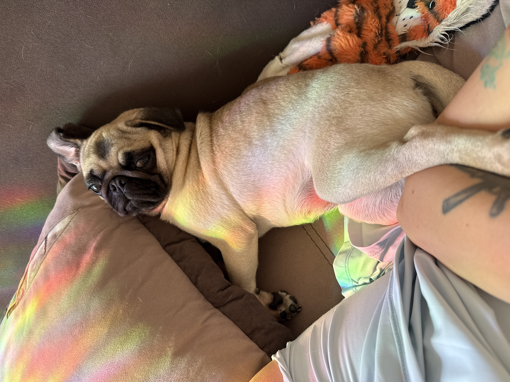 In an indoor setting, a fawn-colored pug puppy lies on its side on a brown couch, nestled between pillows. The puppy is facing upwards, with its head resting on a light brown pillow and its body partially on a darker brown pillow. A toy tiger with orange and black stripes is visible beneath the puppy's hind legs. Colorful light, resembling a rainbow, falls across the pillows and the puppy's fur. In the foreground, a person's legs are visible, wearing light blue shorts. The background is a plain brown couch. The scene appears to be a casual, relaxed moment indoors.