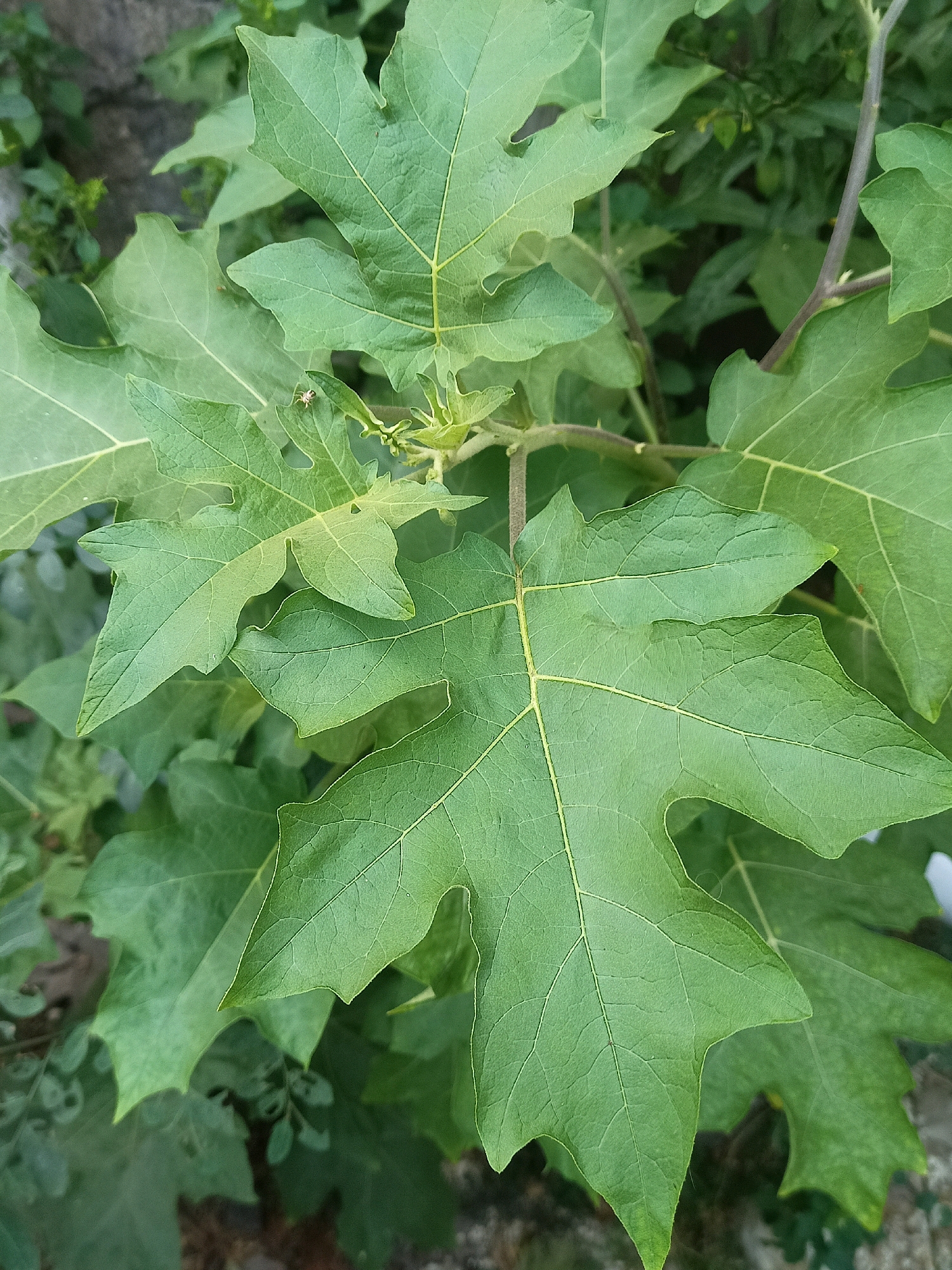 The image shows a close-up view of large, green leaves with visible veins. The leaves are lobed and have a somewhat irregular shape. There are also some stems and thorny structures visible. In the upper left portion of the image, a small spider is visible on one of the leaves. The background consists of more foliage and a blurred, grayish surface that could be a wall or ground. The scene is set outdoors, likely in a garden or natural environment, based on the presence of plants and the overall lighting. The location is specified as Karangtalun, Indonesia.