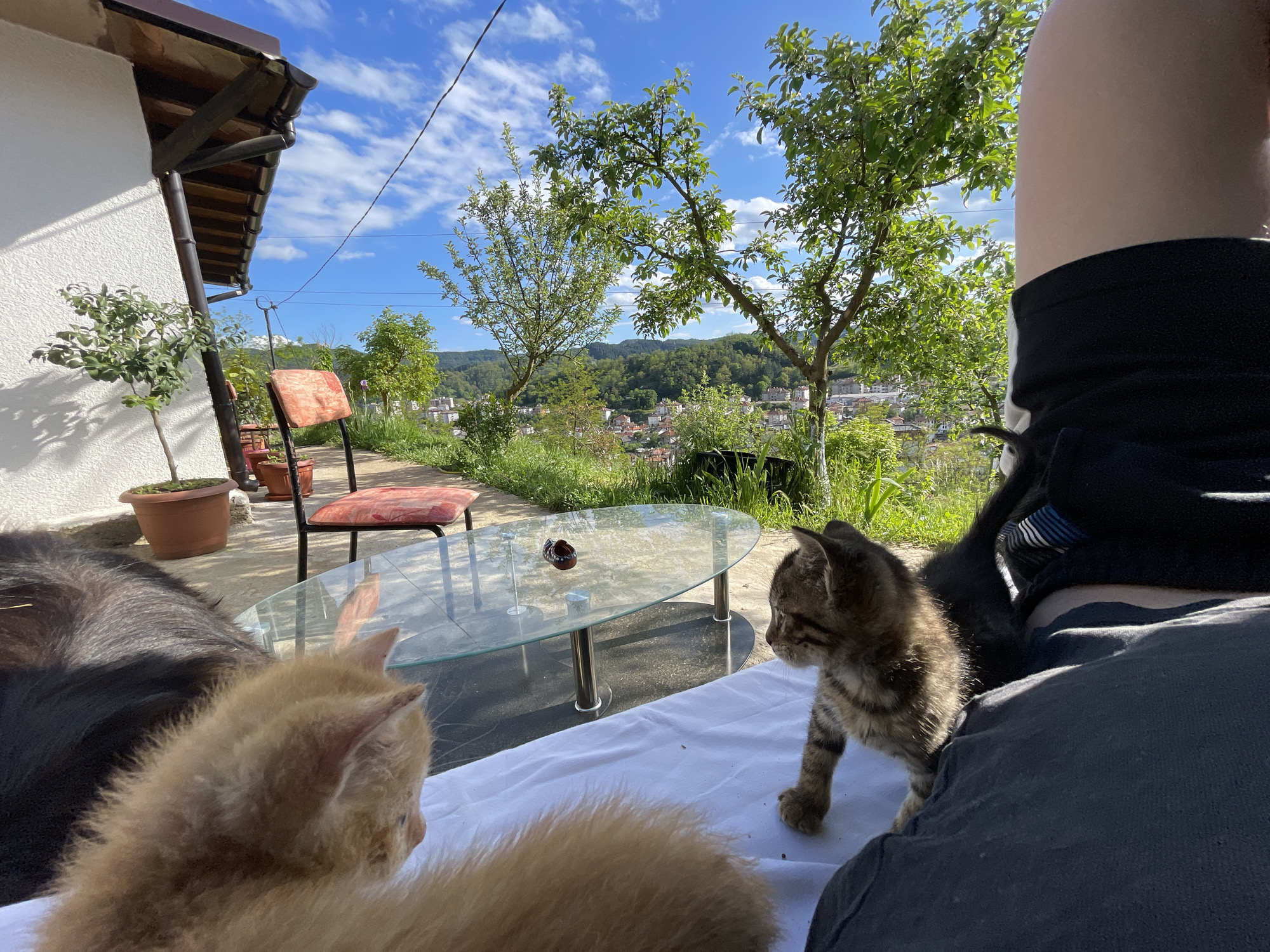 The image shows a scene in Zlatograd, Bulgaria, evidenced by the typical architecture of the buildings visible in the background, nestled amidst green hills. The weather is clear and sunny. In the foreground, two kittens are on a white sheet laid out on a lap. One kitten is orange, seen mostly from the back. The other kitten is a tabby, facing towards the orange one. Beside the lap is a dark-colored object with fur, likely a dog. Behind the kittens, there's a glass-topped coffee table with a small, decorative item on it. Further back, there's a worn-out red chair, a potted plant, and a building with a roof and a visible gutter system. In the background, the town of Zlatograd is visible, with buildings interspersed with greenery, and hills rising behind the town. The sky is blue with scattered white clouds.