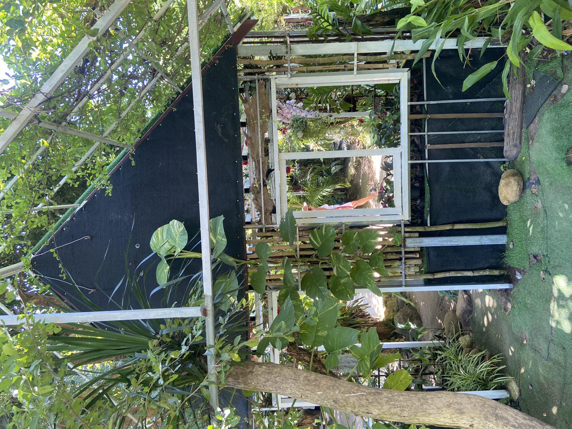 The image depicts a lush, outdoor botanical garden or greenhouse structure. The structure itself is triangular, with a black fabric roof and metal framework, partially covered by dense greenery. A large, rough-barked tree trunk stands prominently to the left, entwined with vibrant green vines bearing large, variegated leaves. Bamboo poles and metal fencing form part of the enclosure. A large, white-framed window, positioned slightly off-center, offers a view into the interior. Through the window, a person in a light-colored dress is visible, along with various potted plants, flowers, and possibly orchids. The ground outside is covered with artificial grass interspersed with natural rocks and a log. The overall impression is one of a vibrant, overgrown, and potentially tranquil botanical setting. The location is described as Hoa Thang, Vietnam.